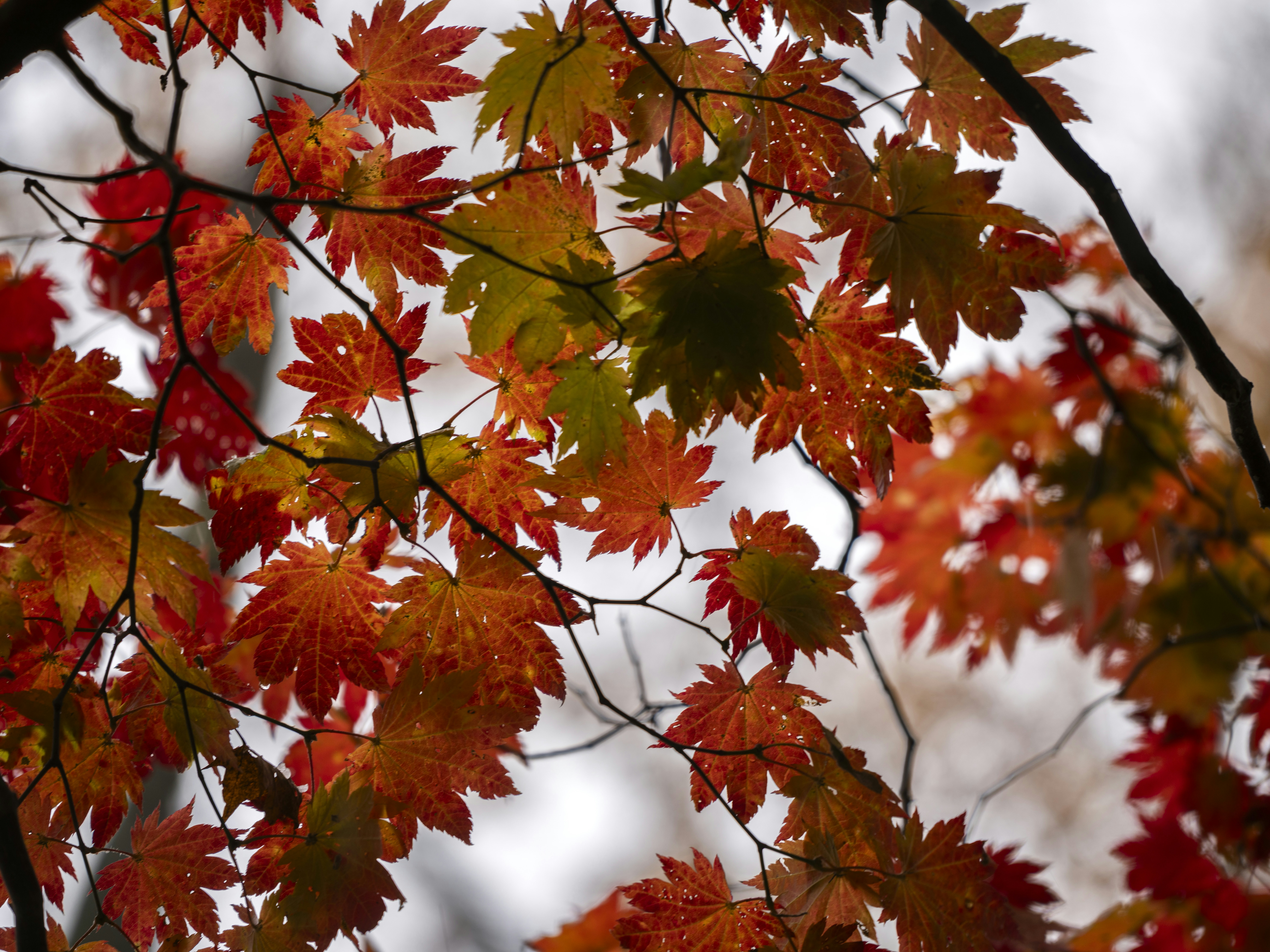 Photo by hendrikmorkel