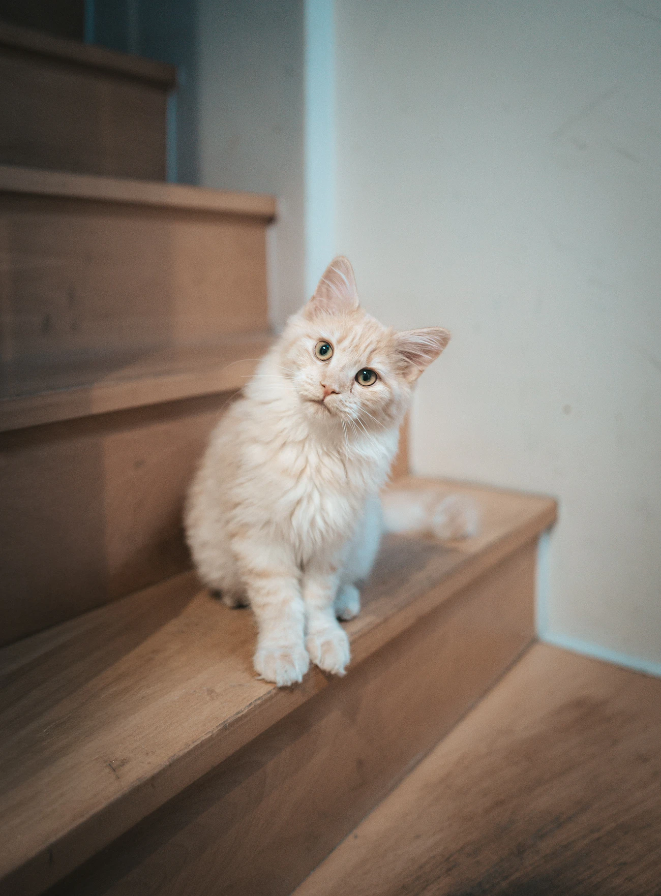 猫可賃貸の探し方の記事「ポータルサイトで猫可物件を探すときの注意点」のアイキャッチ画像