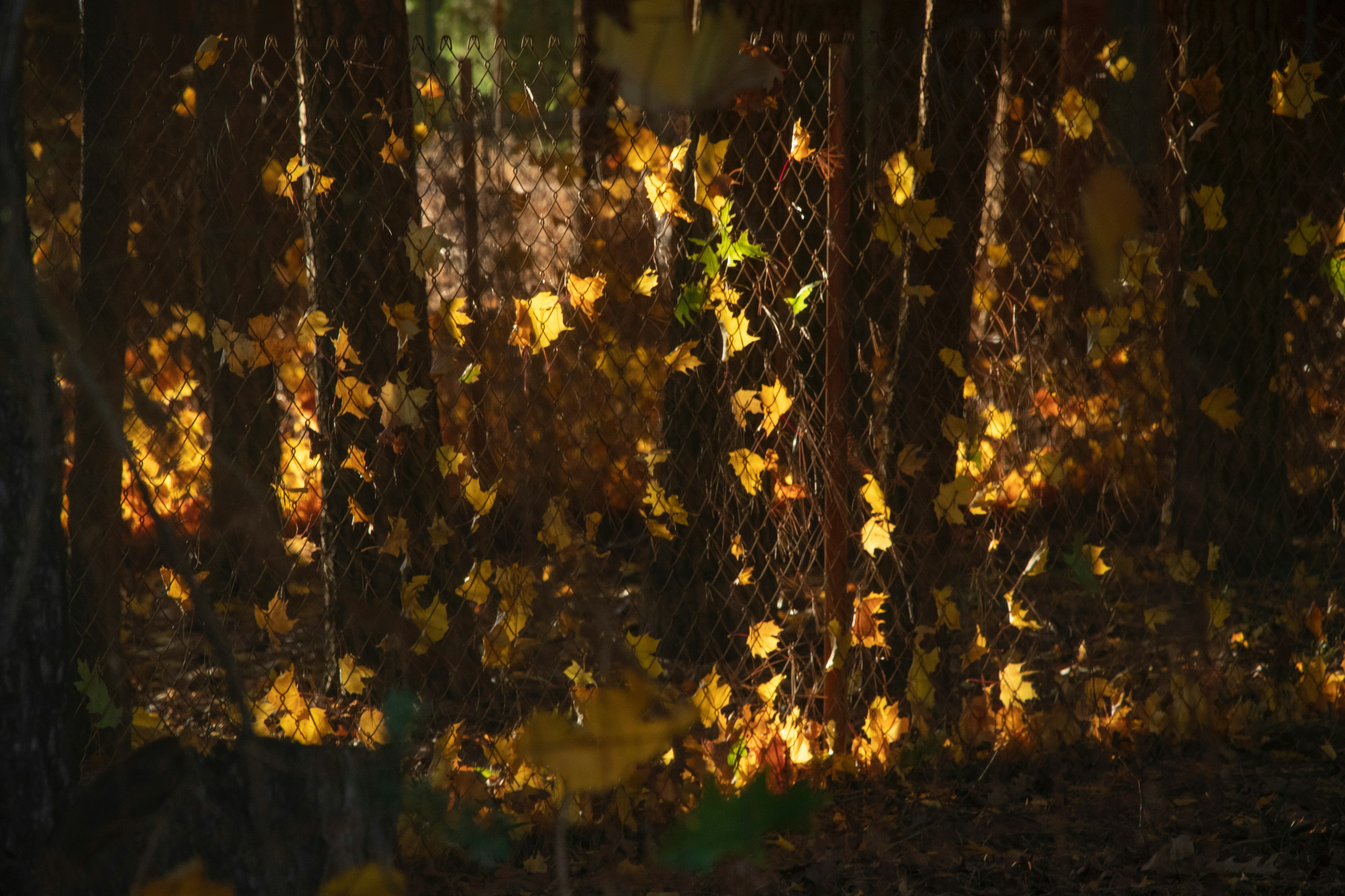 Photo by davidmcguire