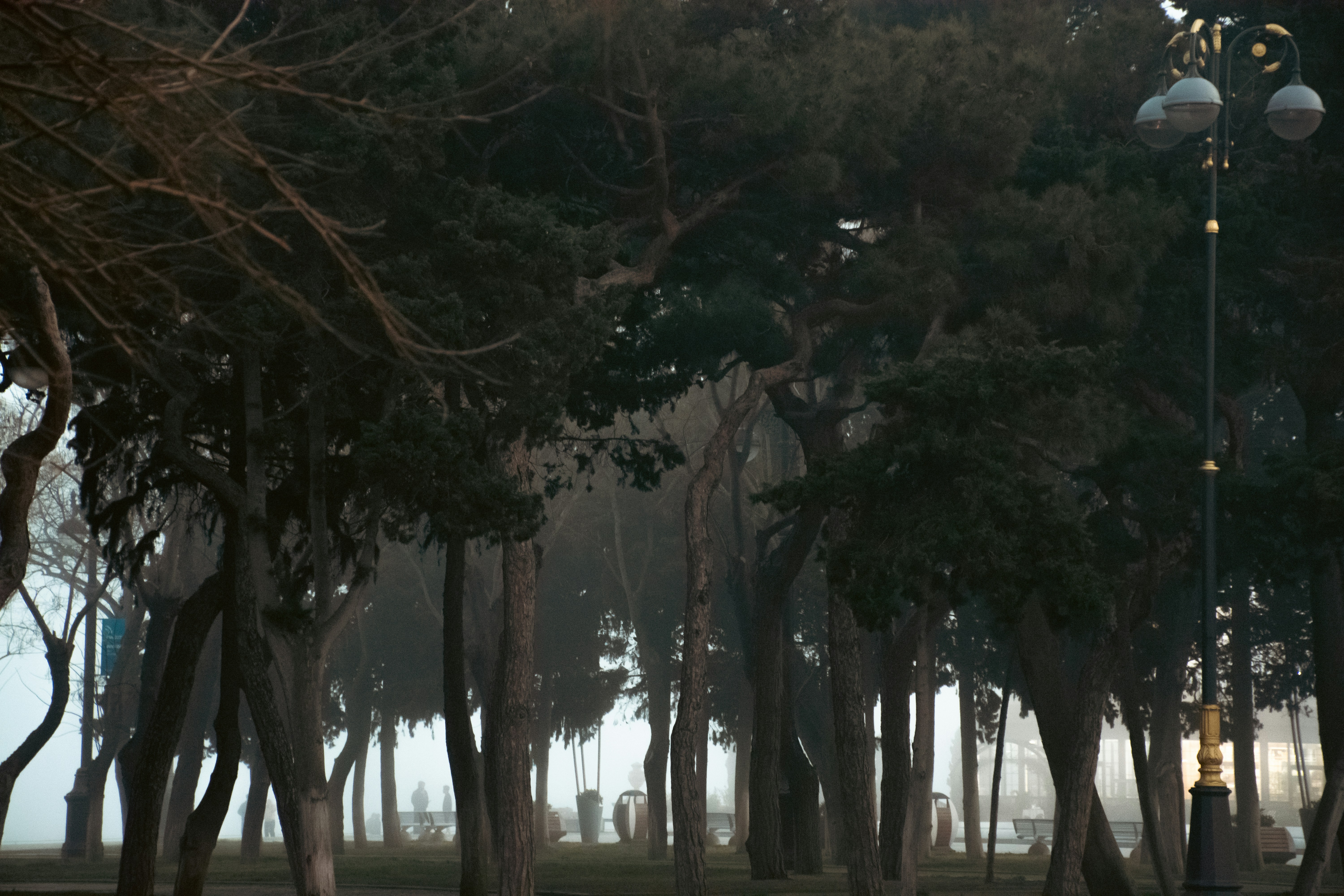 Misty park with tall trees and lamppost