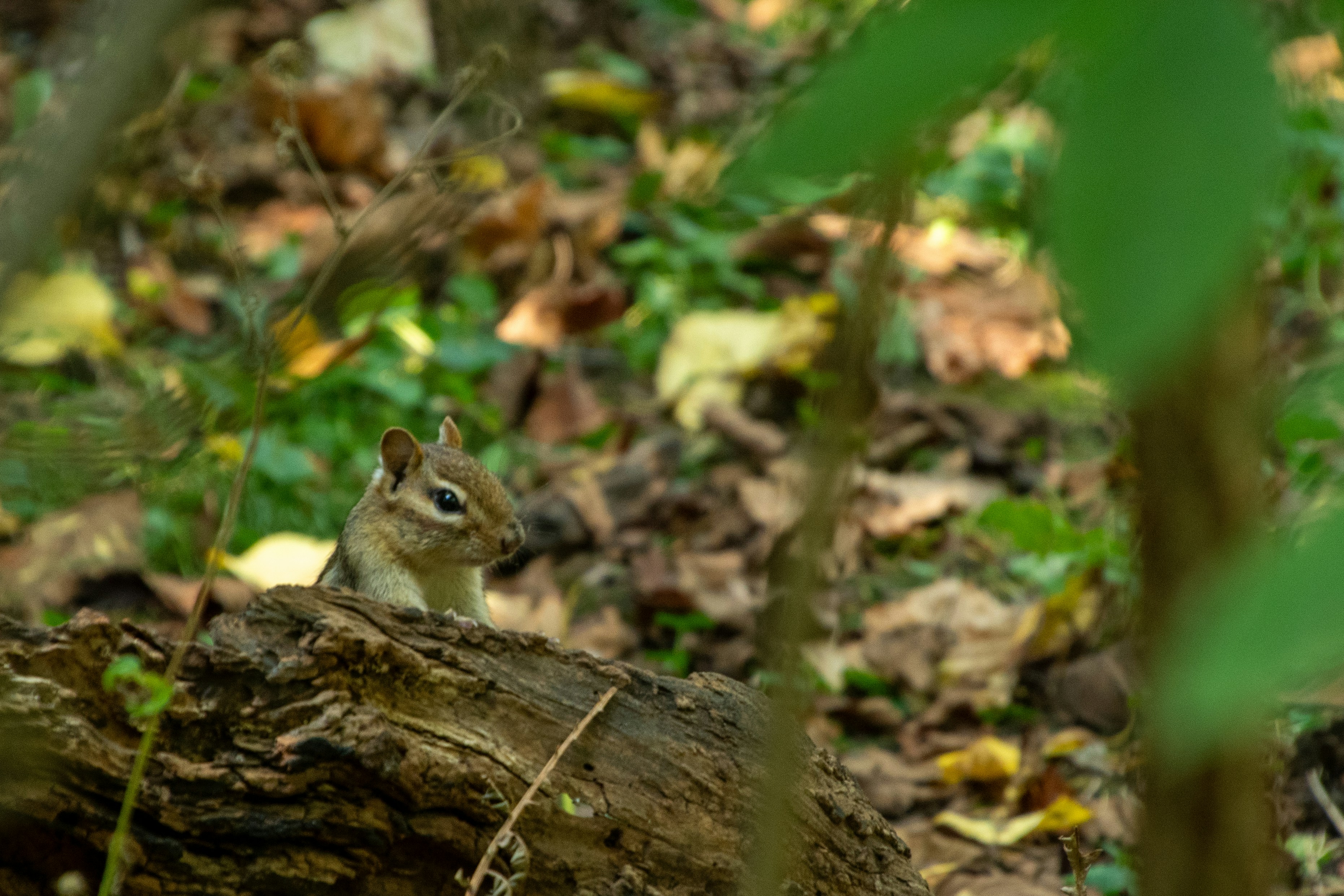 Photo by aliocreative