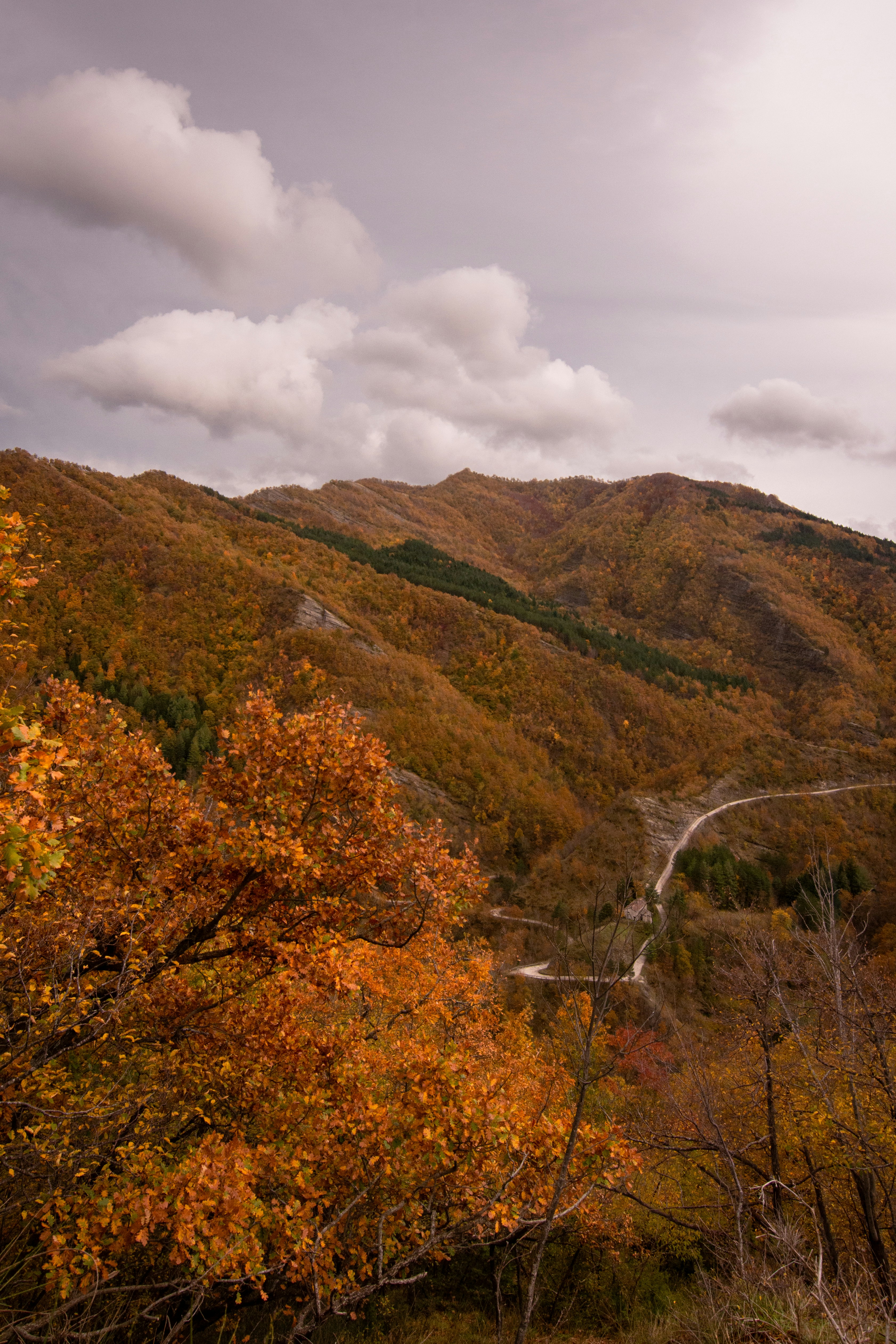 Autumn trees on a mountain slope with winding road.