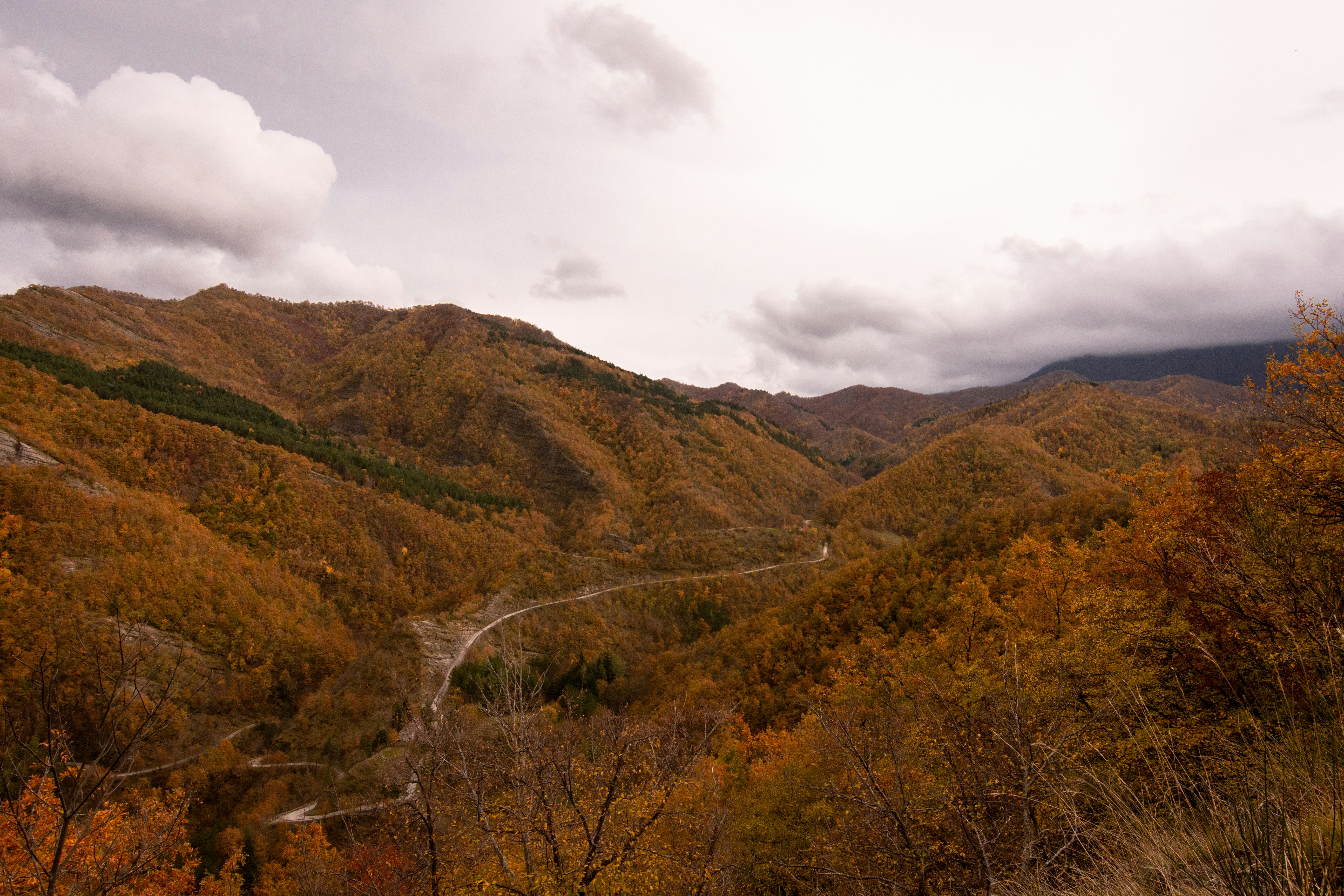 Autumn trees cover rolling hills under a cloudy sky.