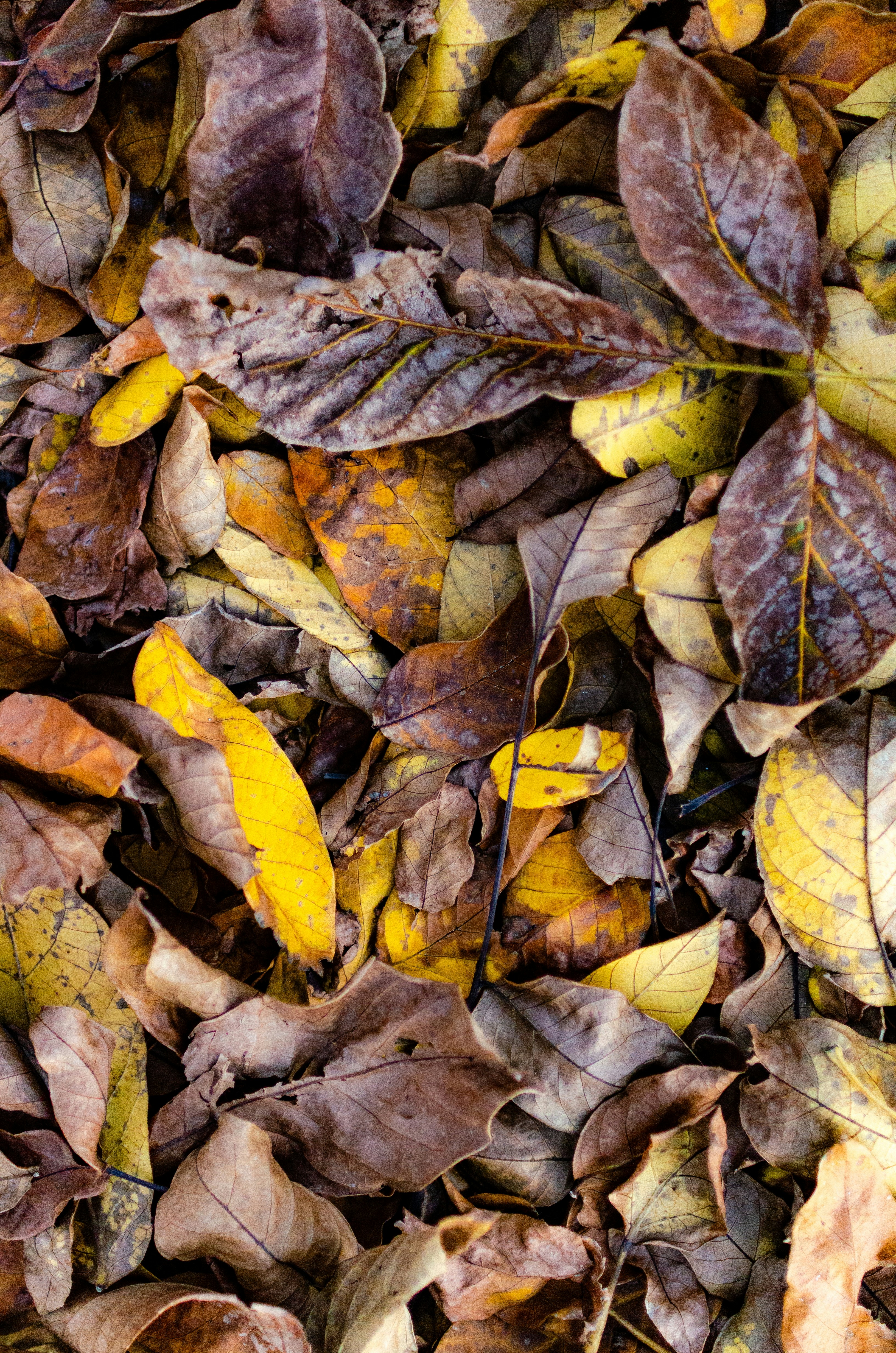 Photo by gamanalice3012