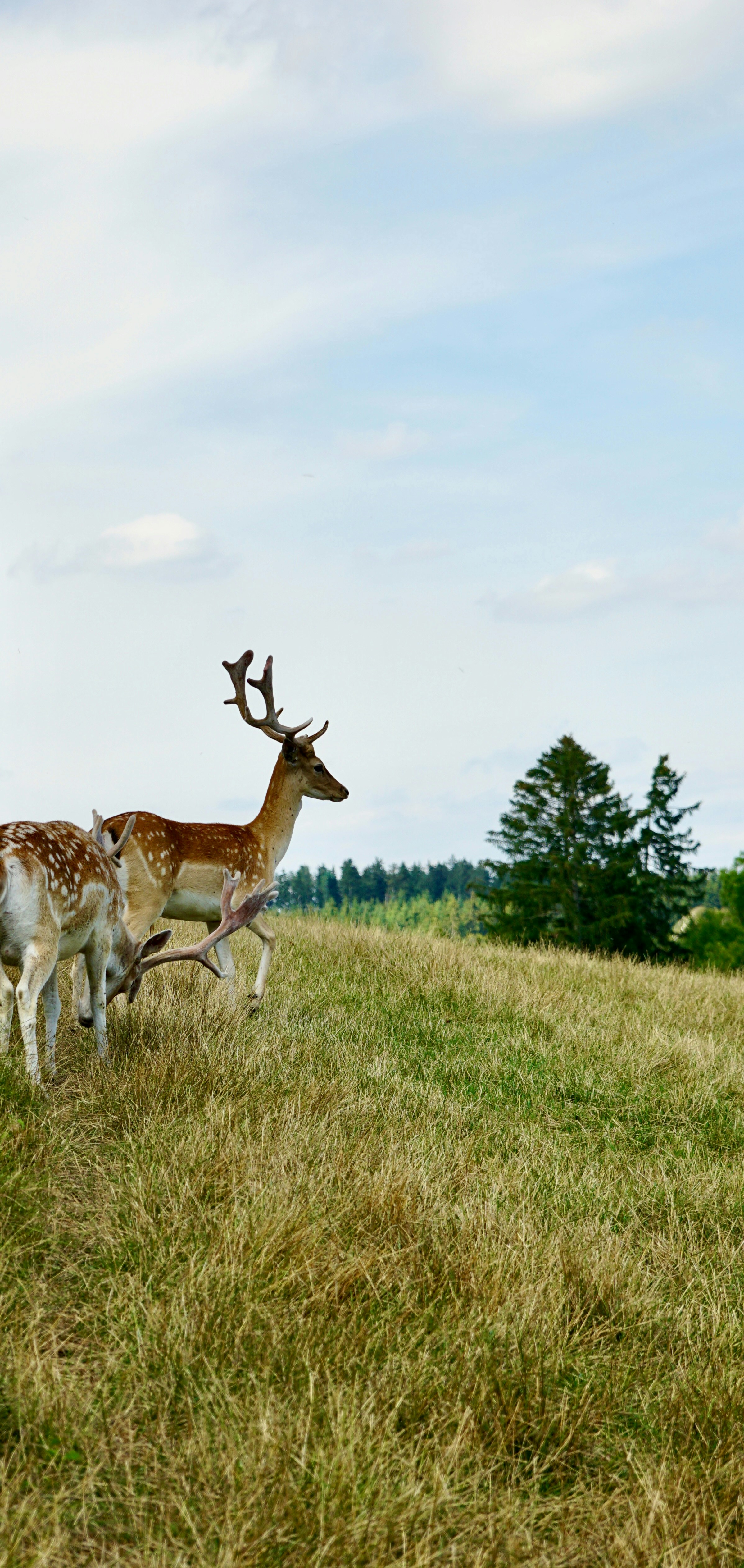 Deer grazing in a dry grassy field with trees.