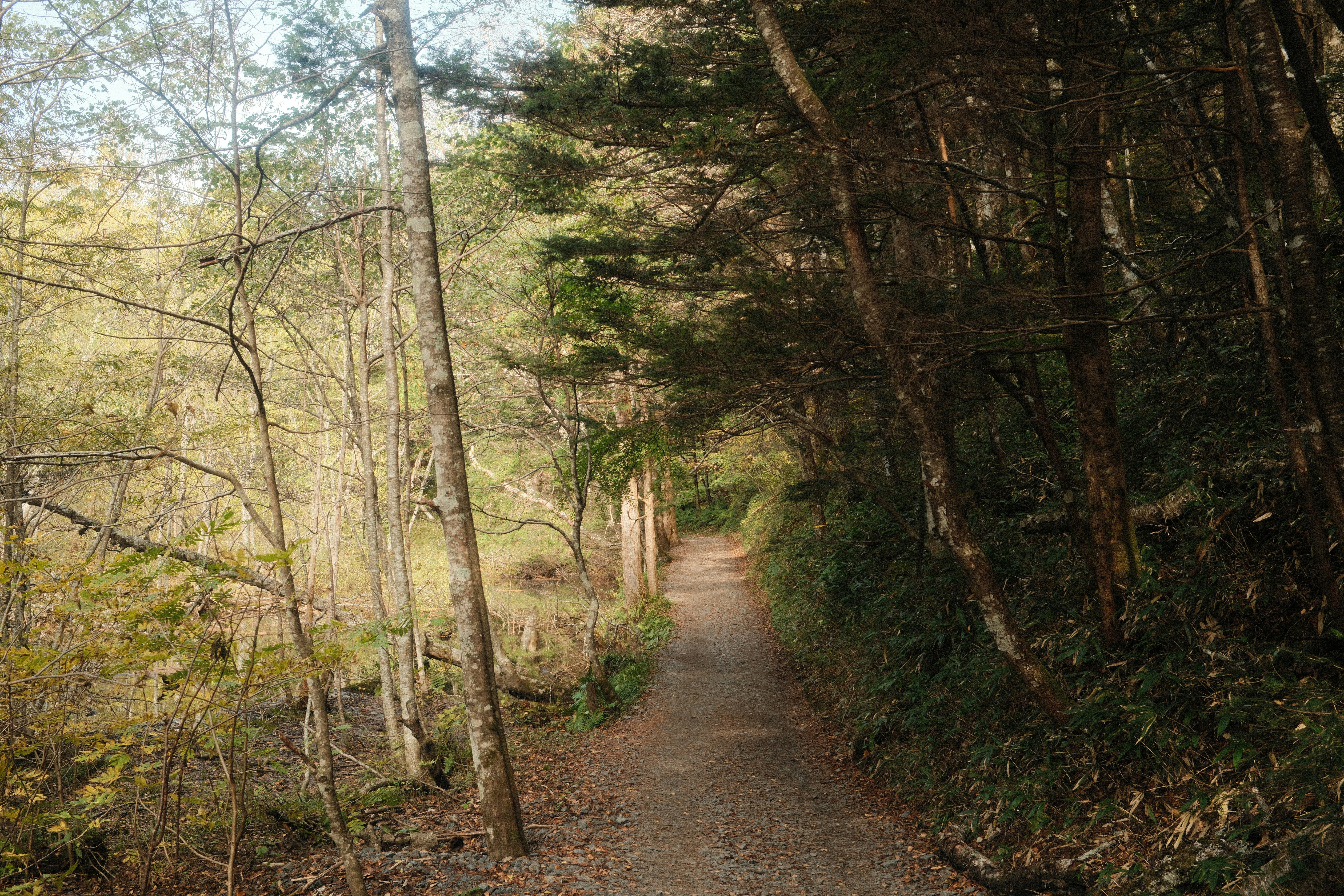 A dirt path winds through a sun-dappled forest.