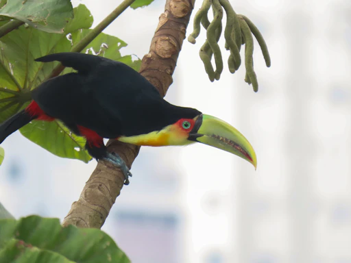 A toucan perched on a tree branch