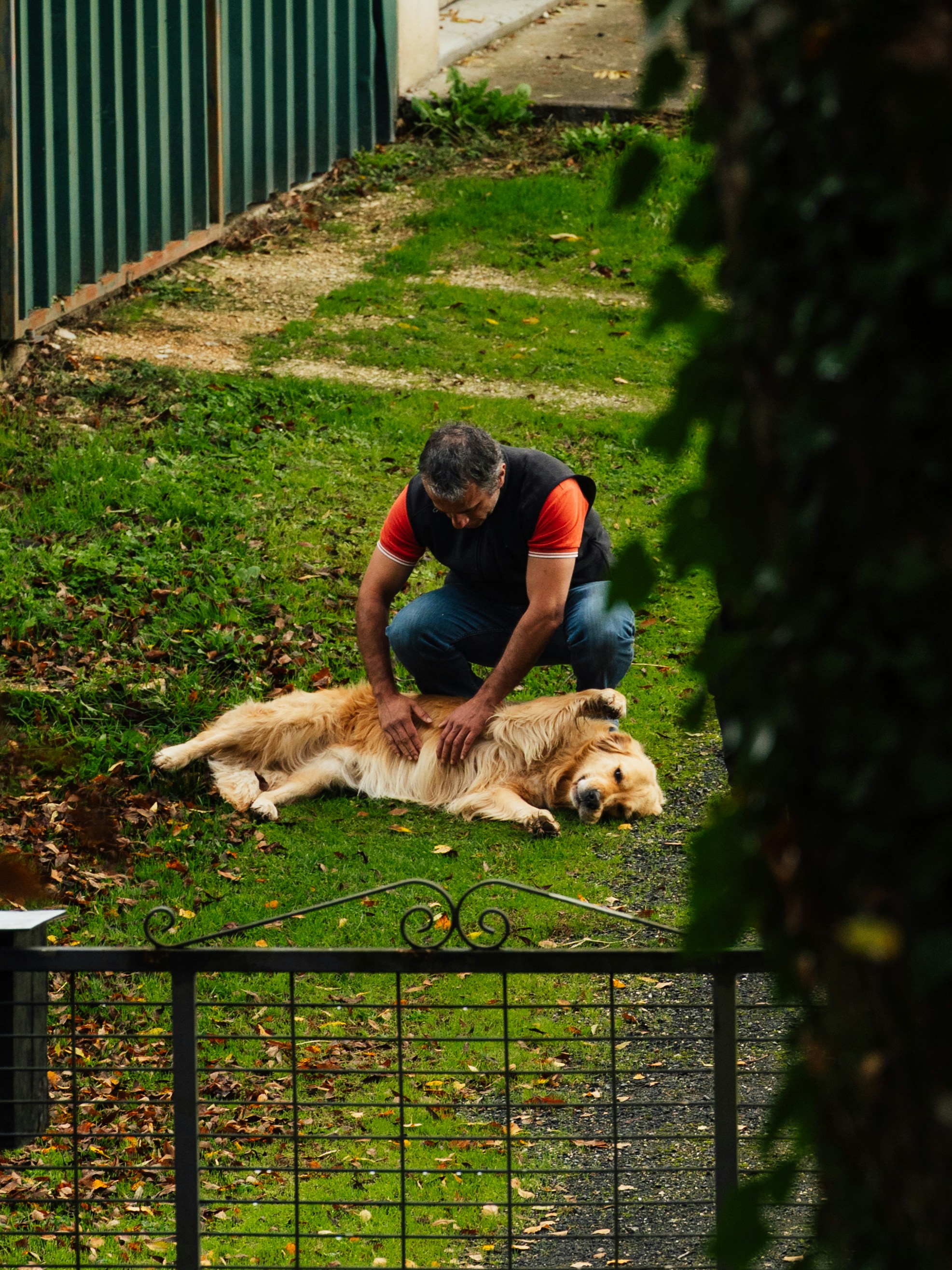 golden retriever grooming