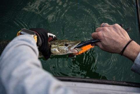 Fisherman removing lure from fish's mouth