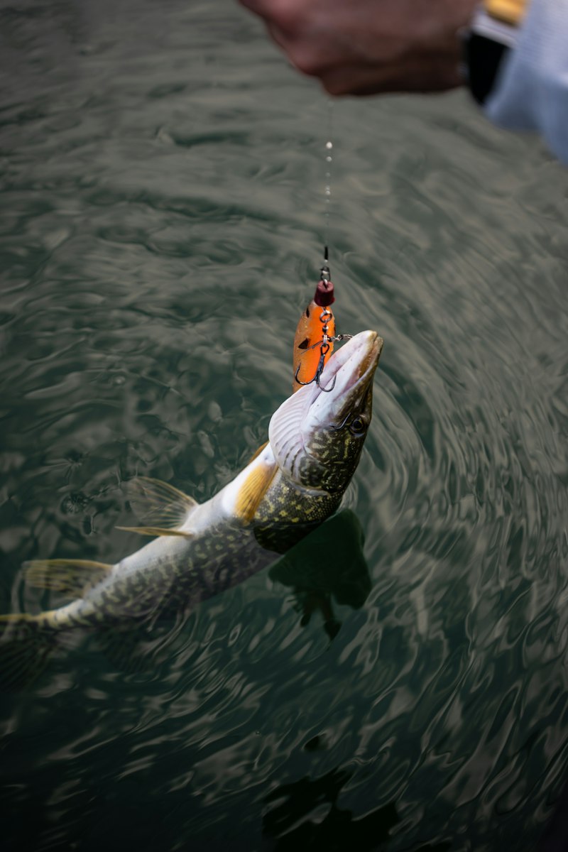 Keith Rose-Innes — Seychelles GT & Flats Fishing Guide