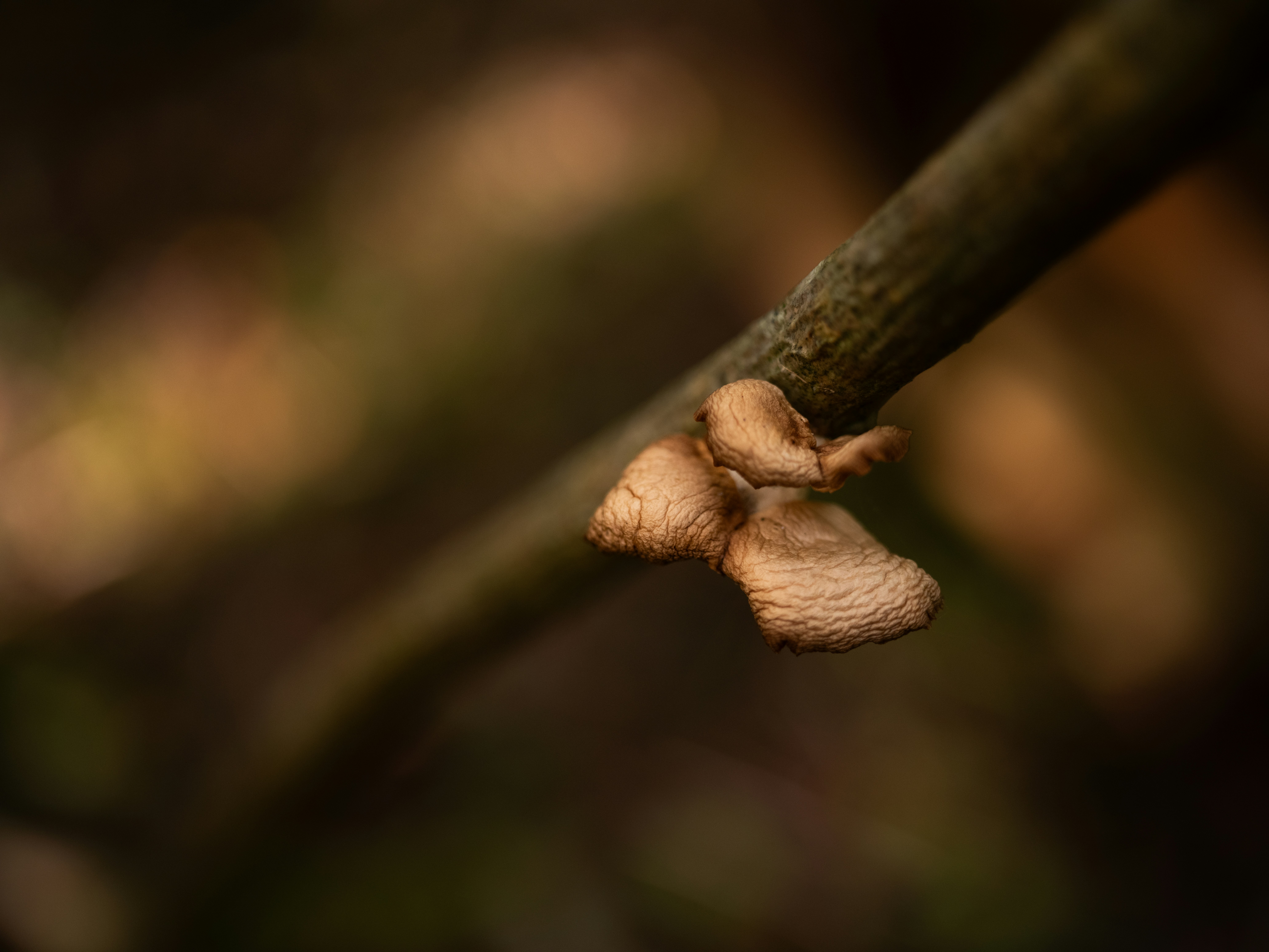 Hongos pequeños que crecen en la rama de un árbol