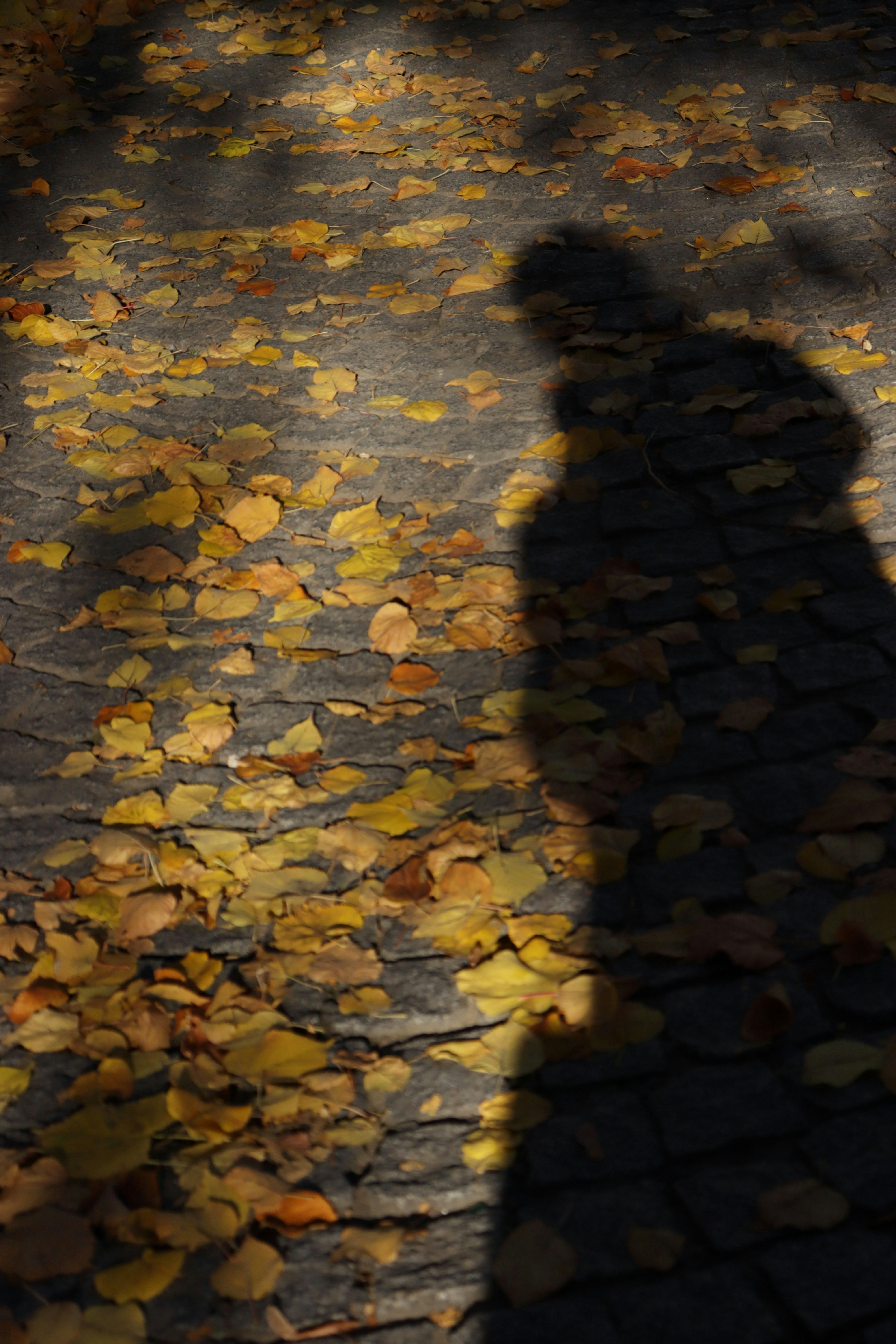 Photo by bored_mongoose