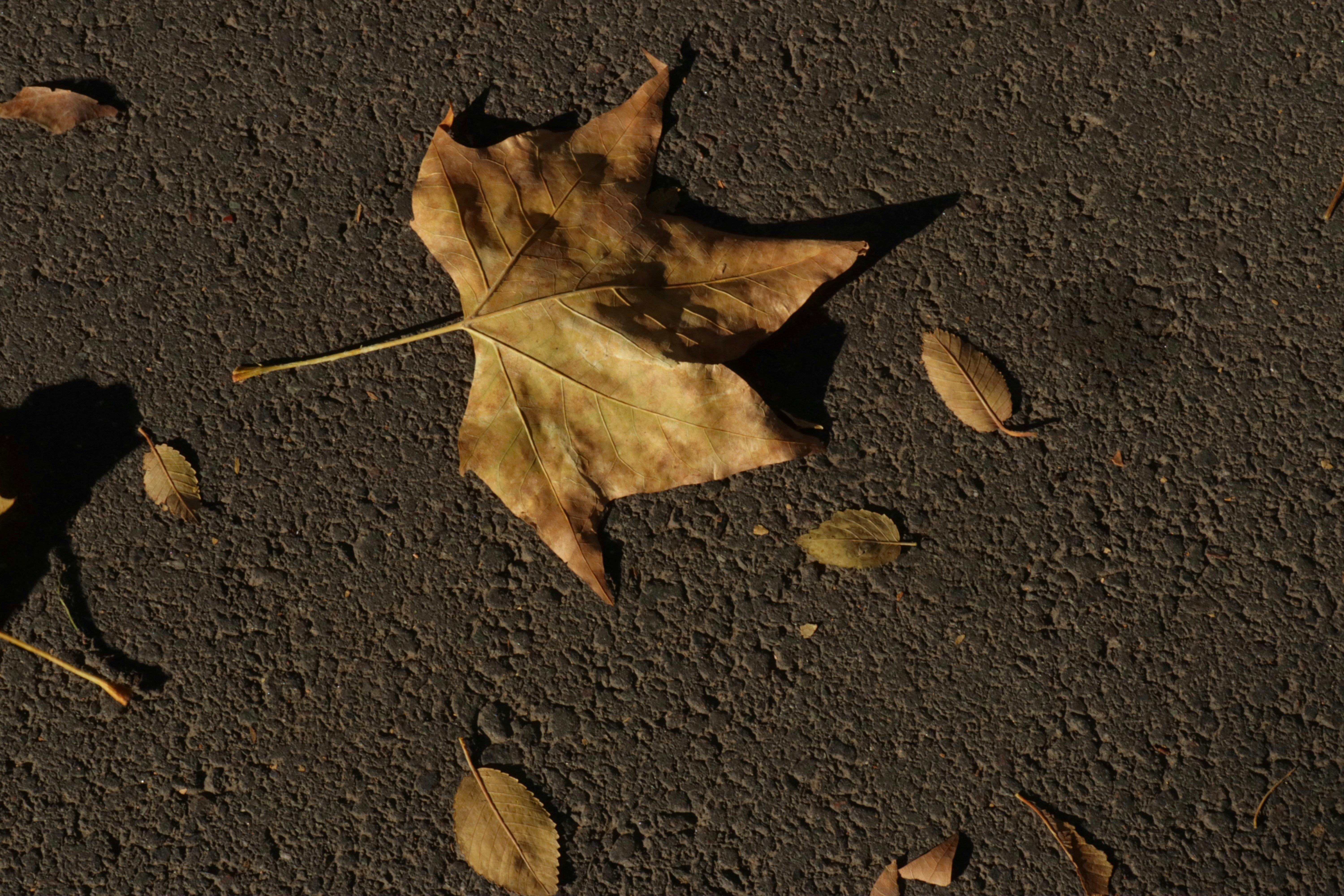 Photo by bored_mongoose