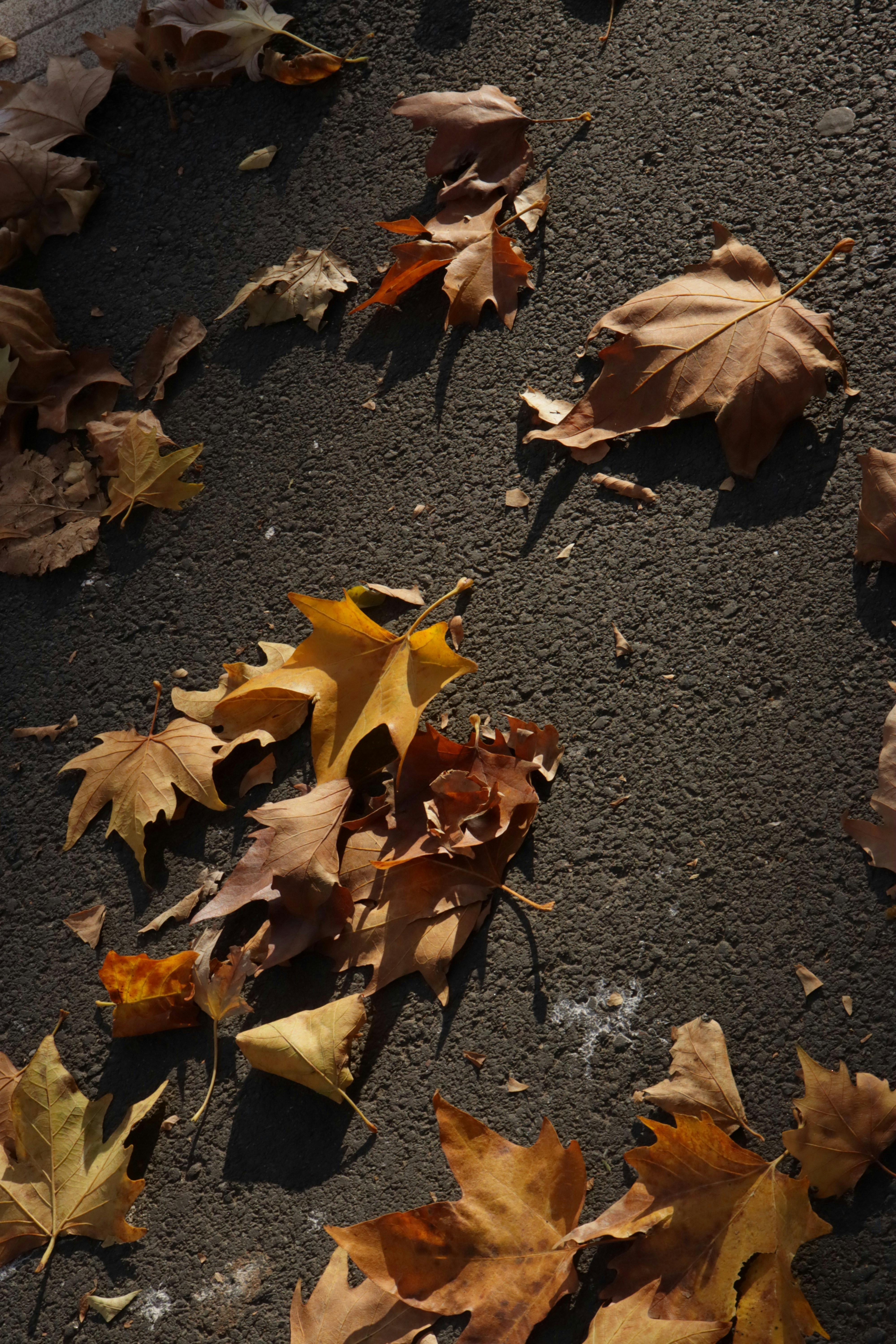 Photo by bored_mongoose