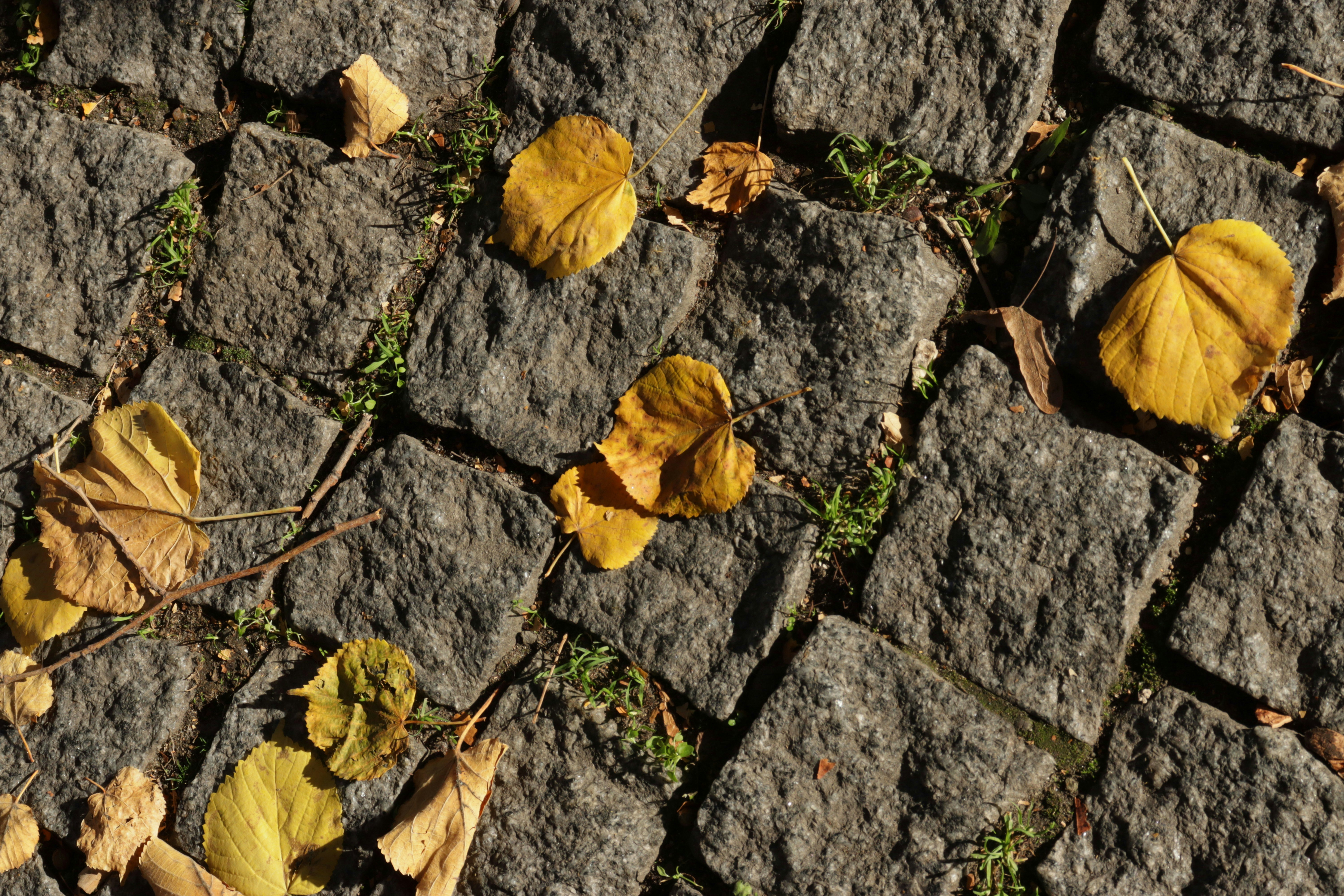 Photo by bored_mongoose