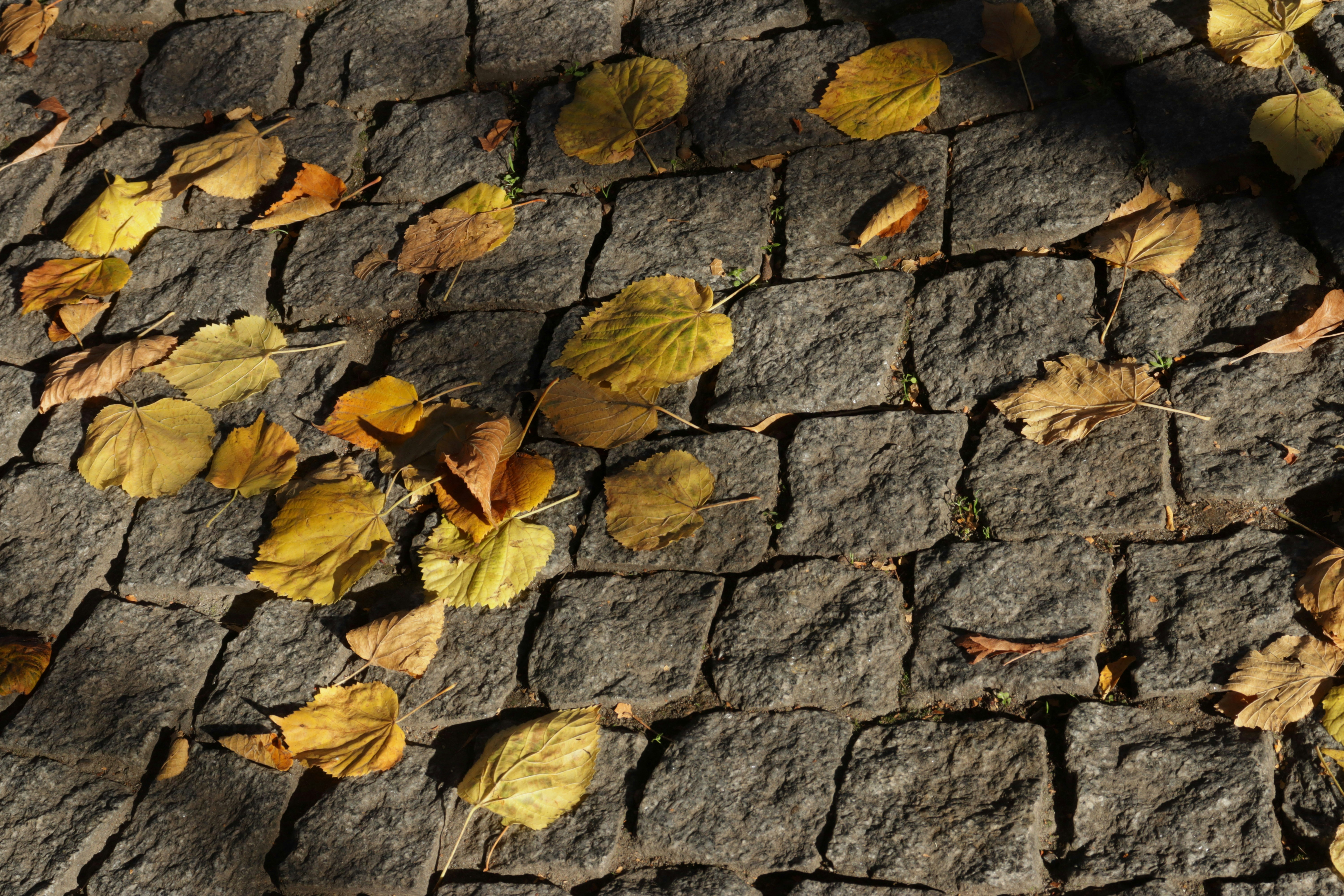 Photo by bored_mongoose