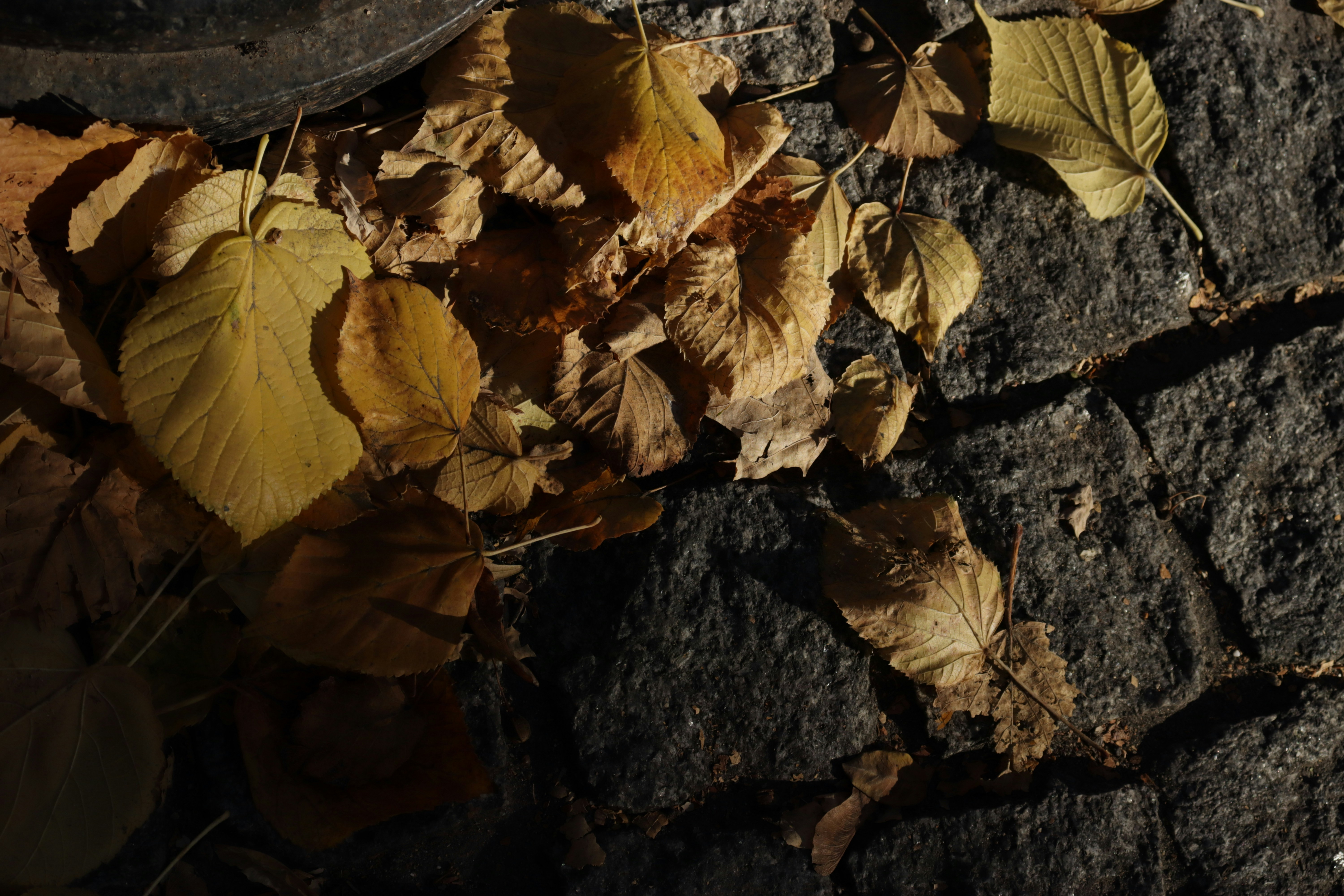 Photo by bored_mongoose