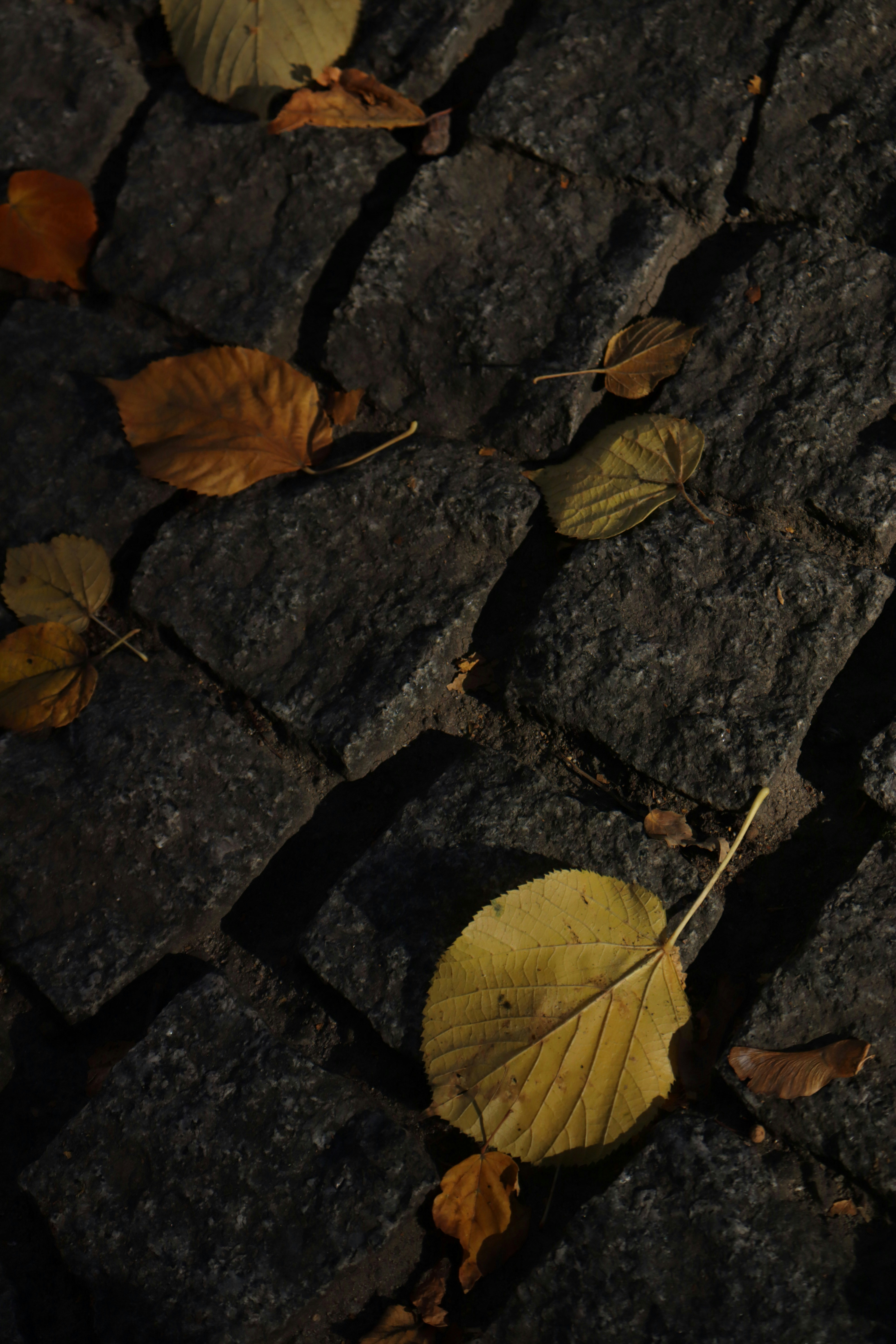 Photo by bored_mongoose