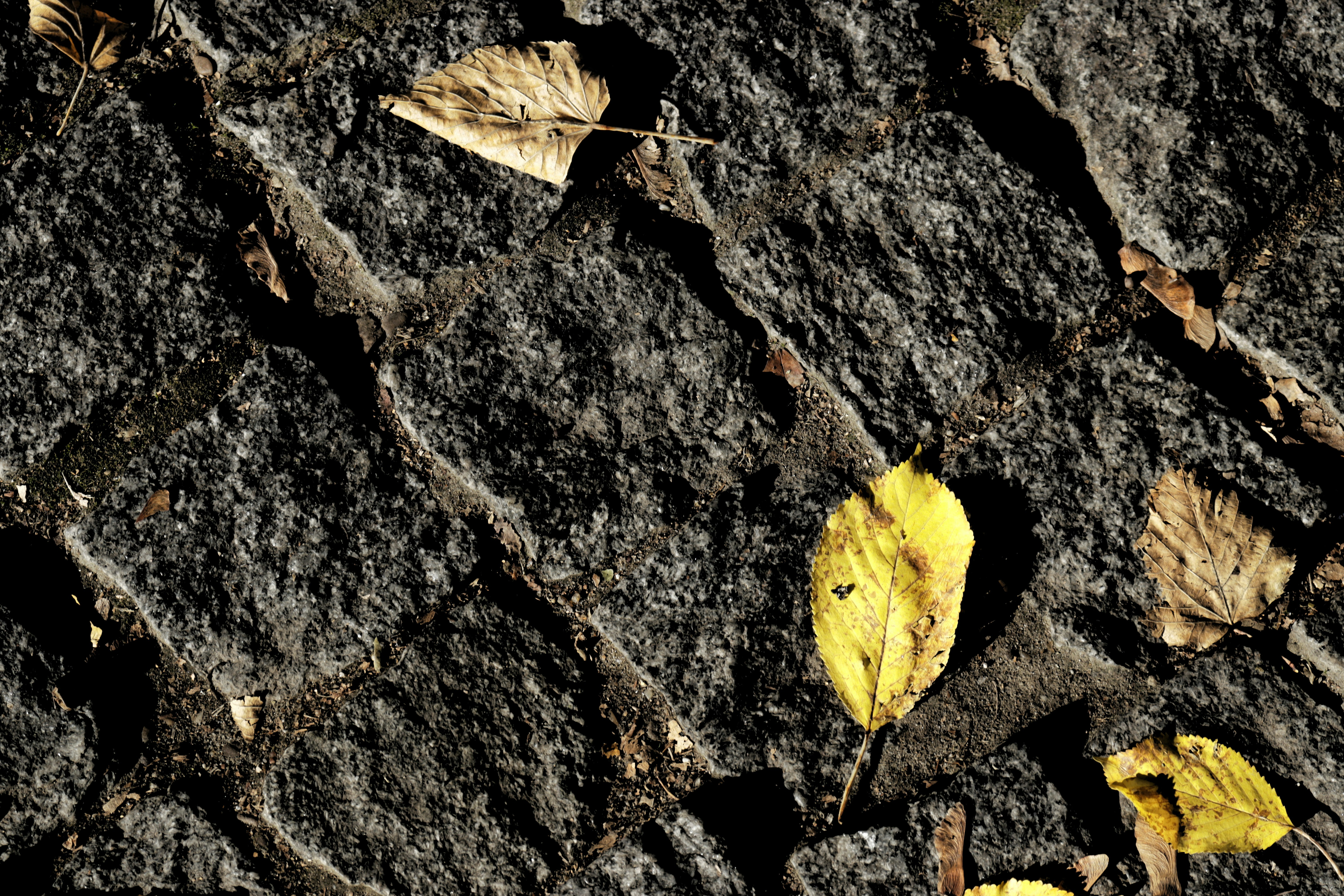 Photo by bored_mongoose