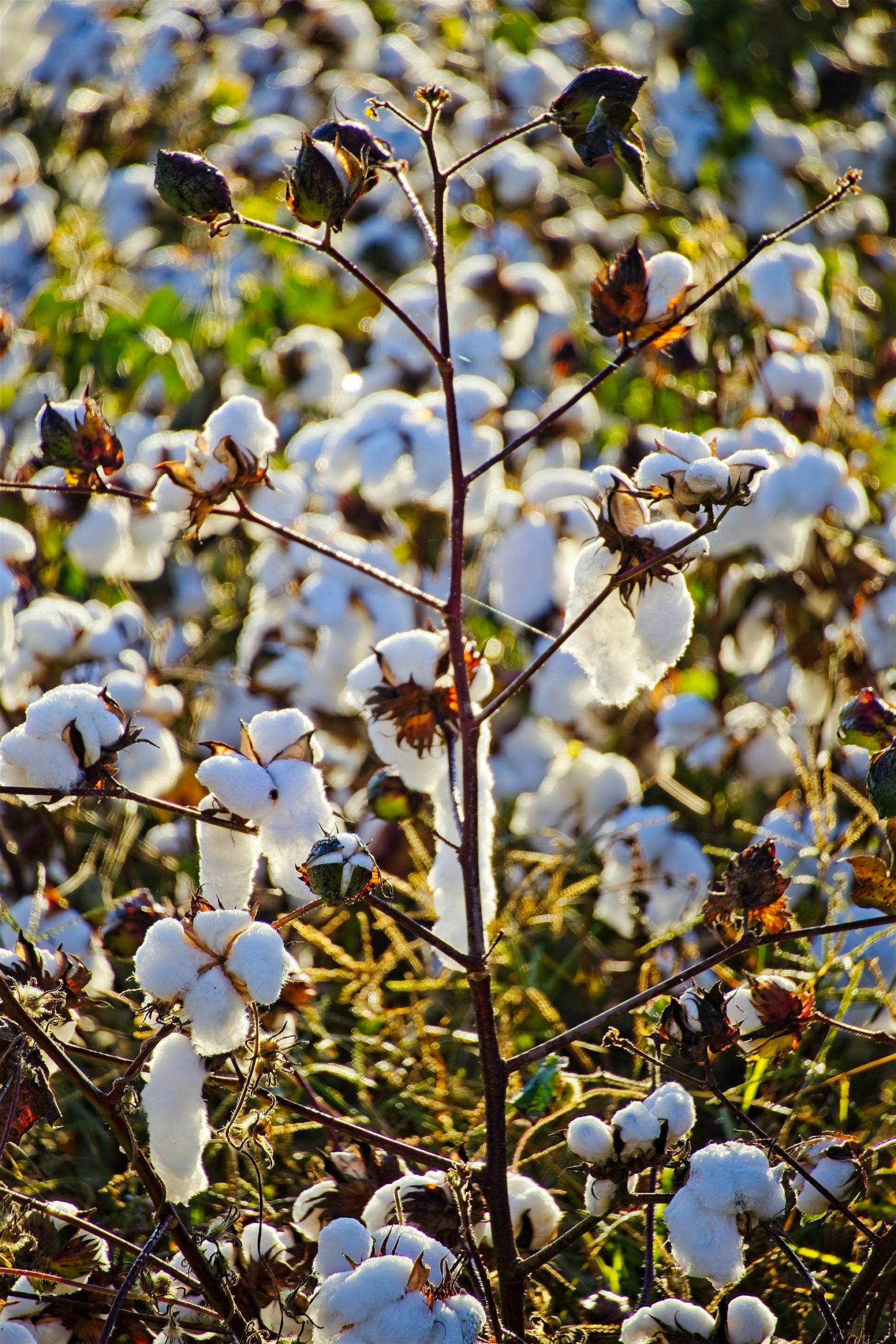 A field of cotton plants with white bolls.