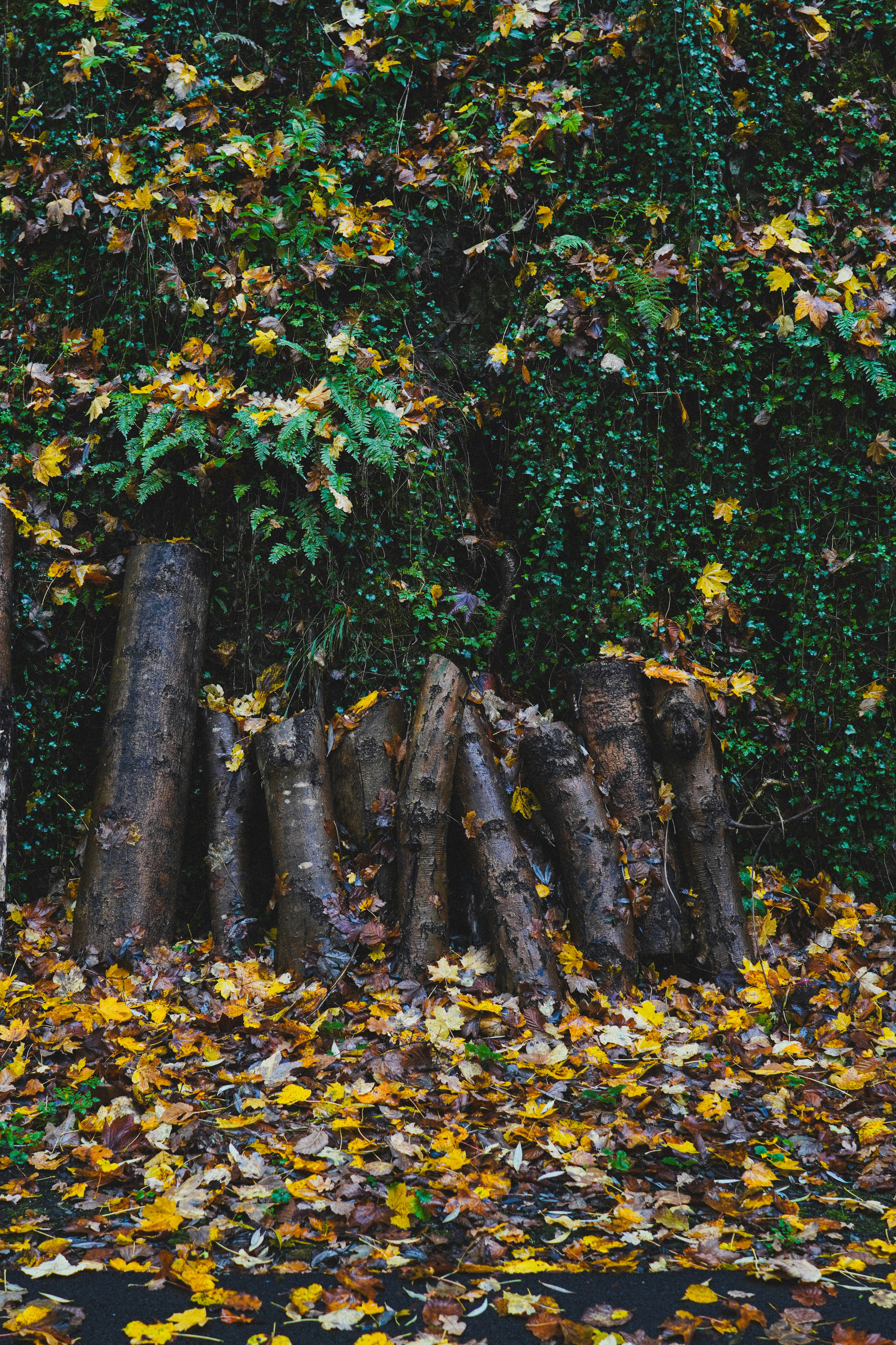 Photo by lau_cocovrard