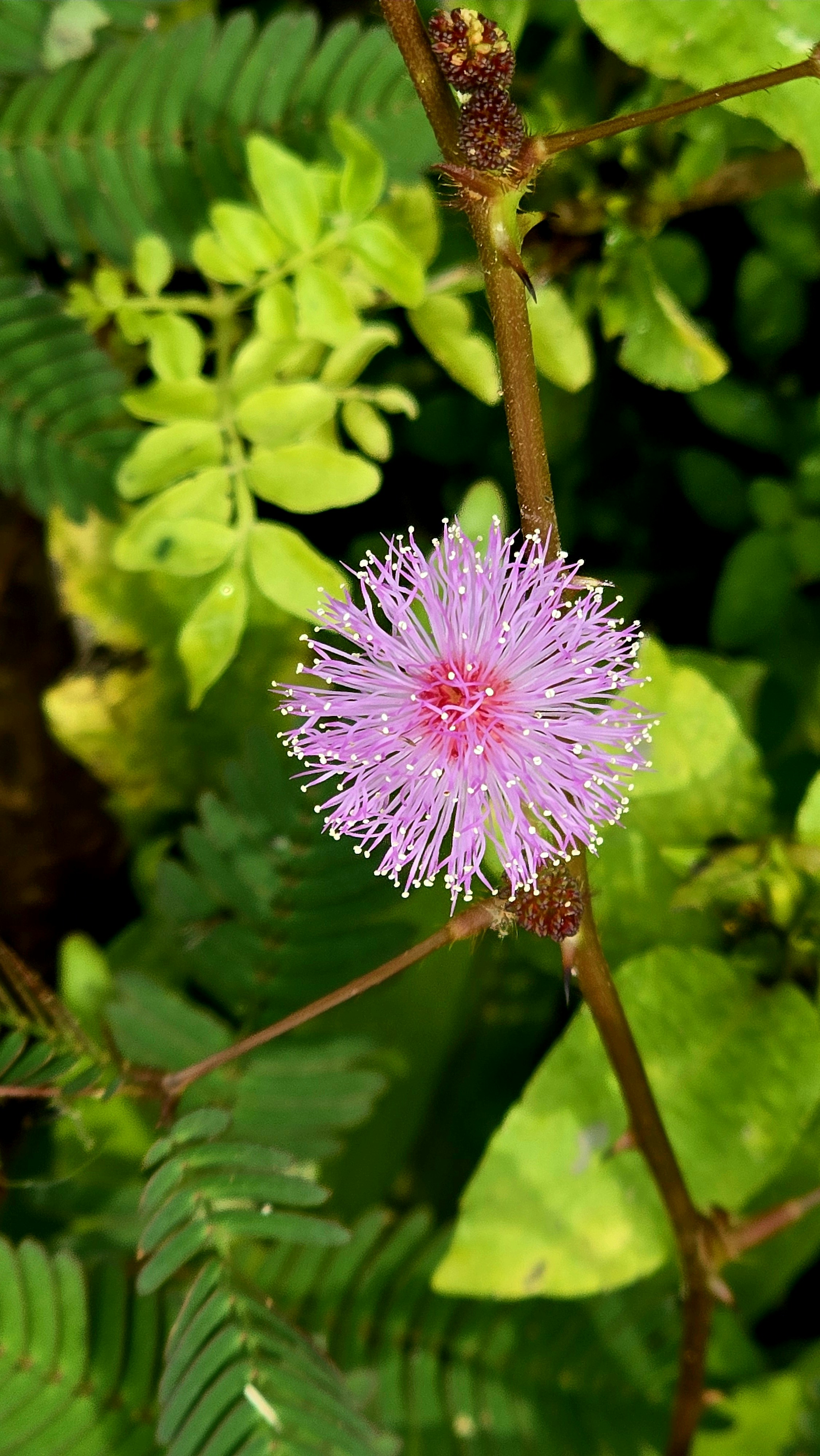 Buy High-Potency THCa Flower: Same-Day 2024