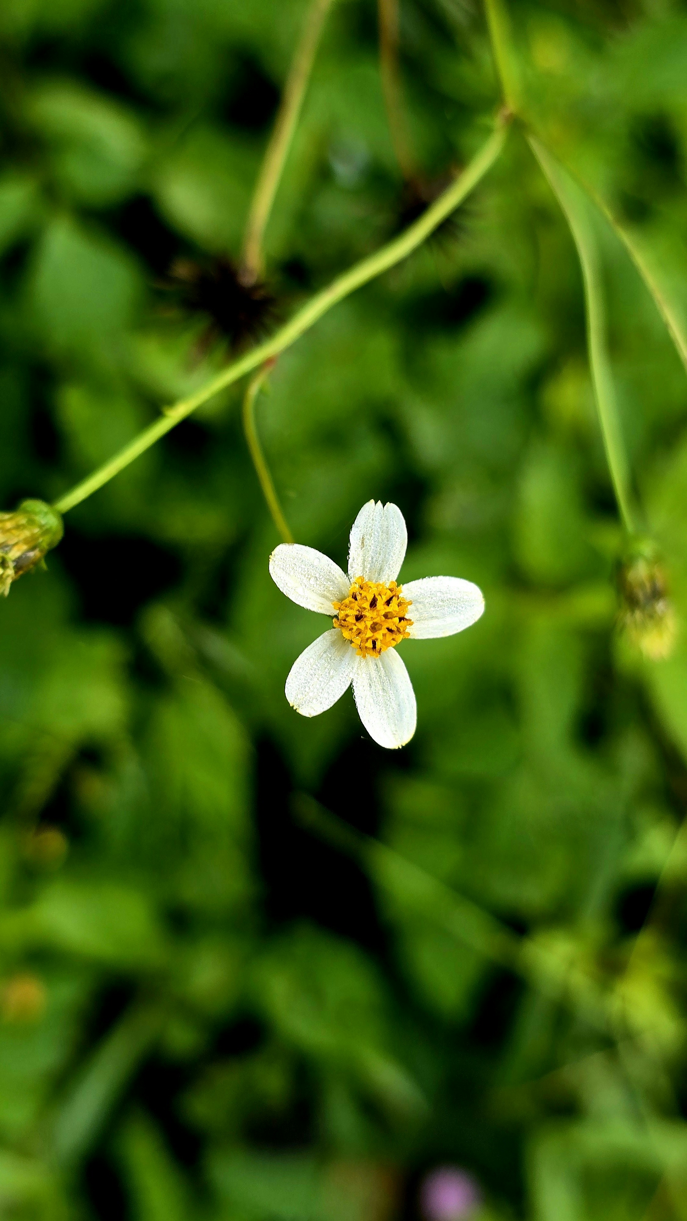 Photo by manjunathcs