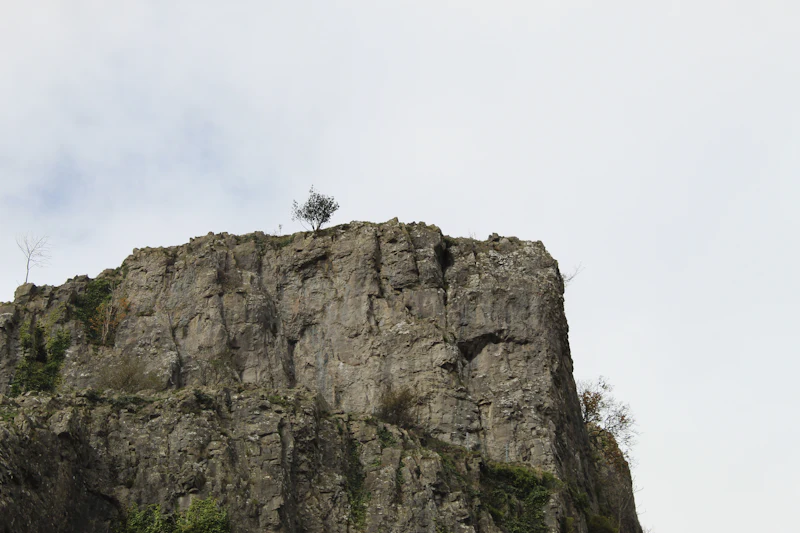Tree growing from rocky cliff