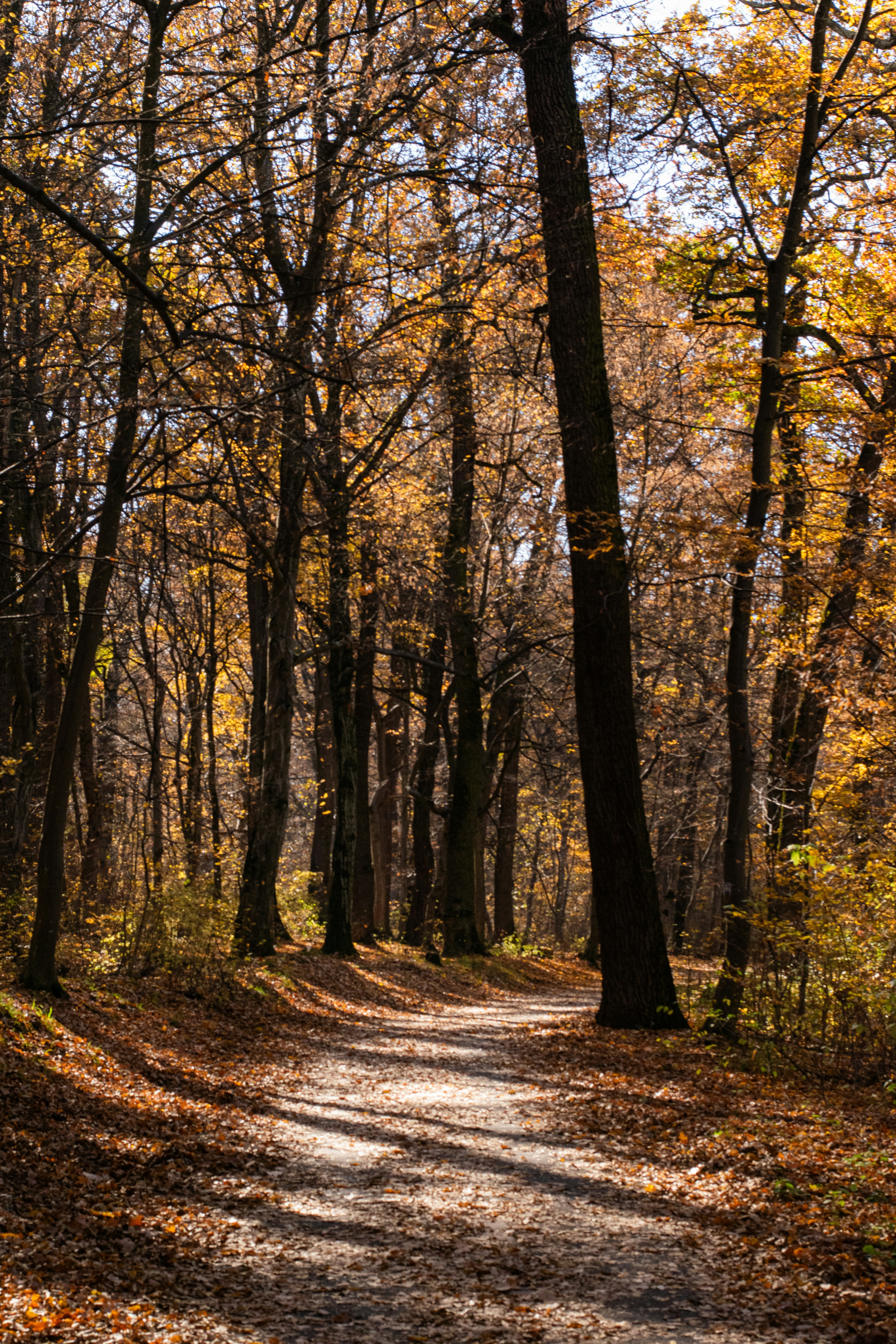 Photo by tudorgabriel7