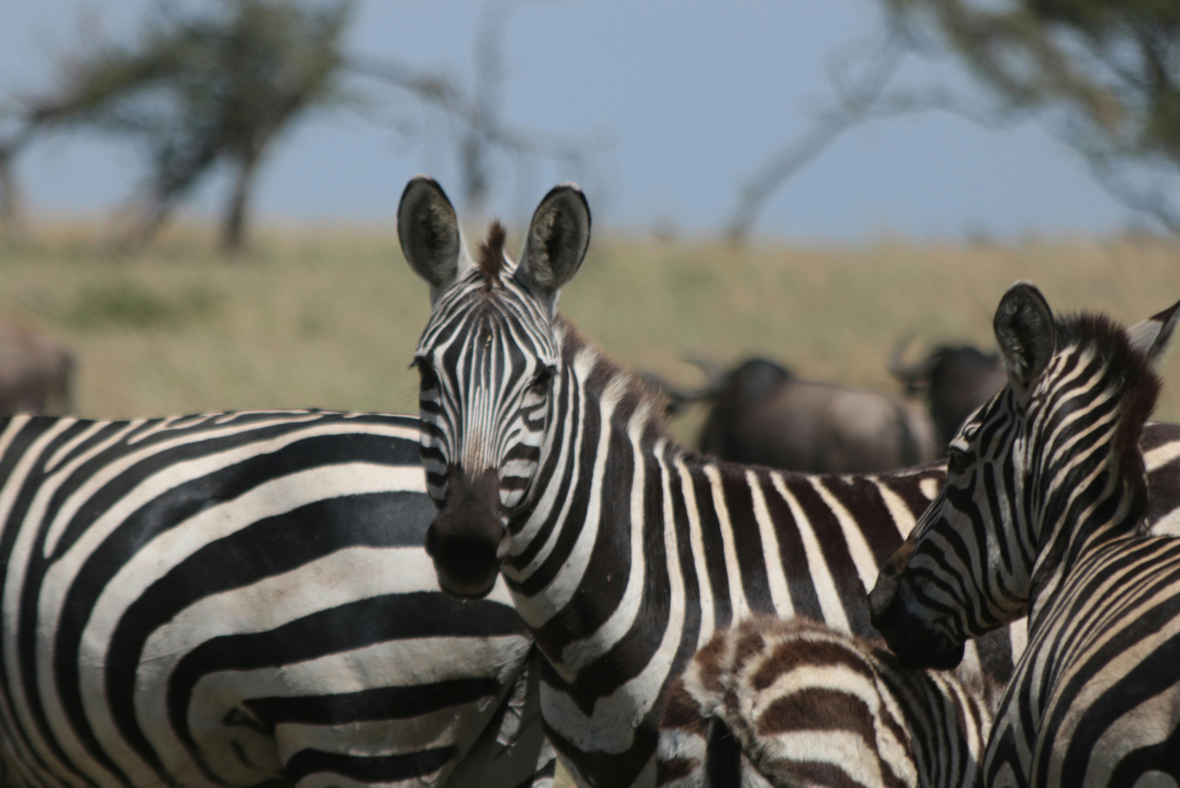 Photo by hallowjack100