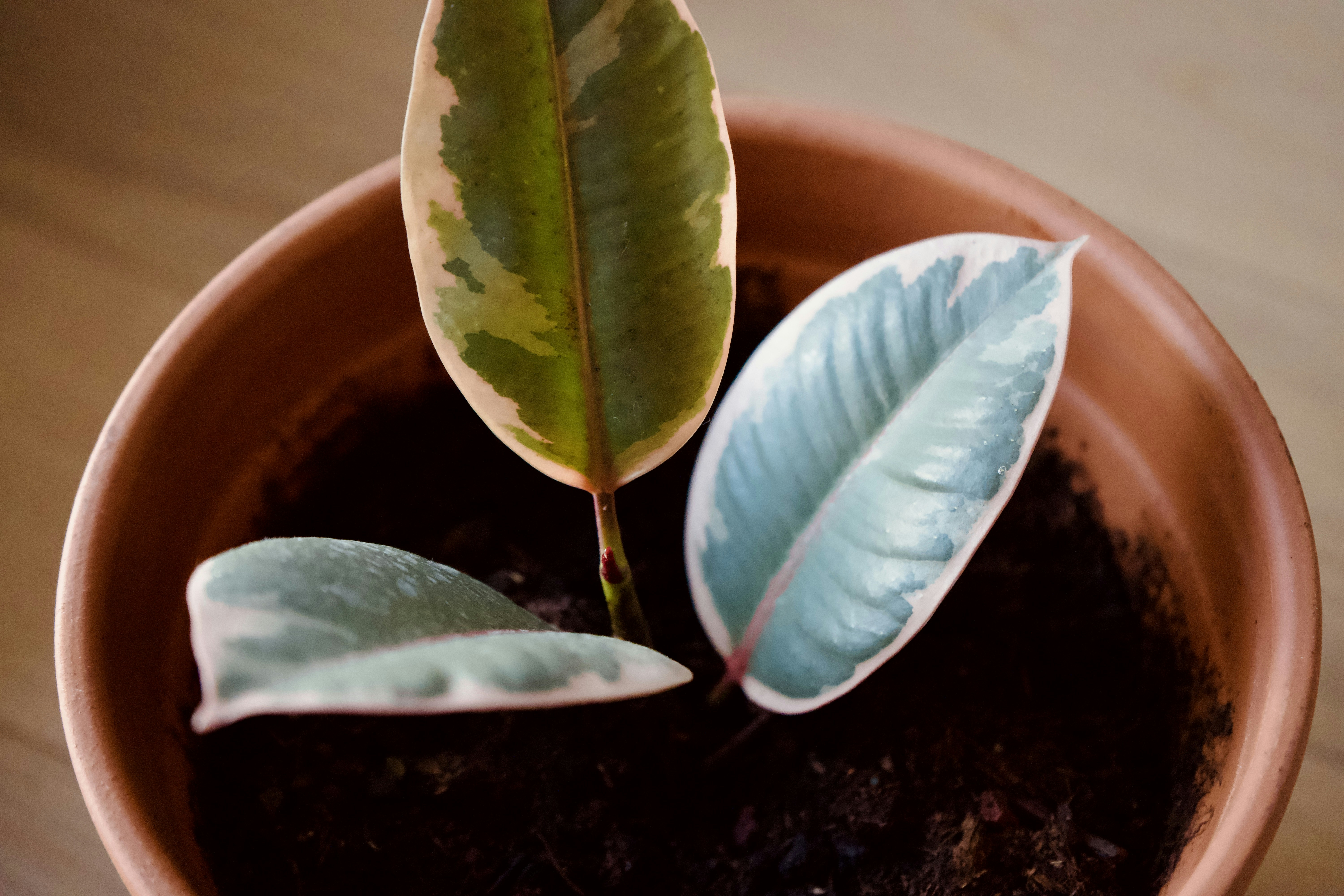 Variegated ficus elastica plant in a terracotta pot