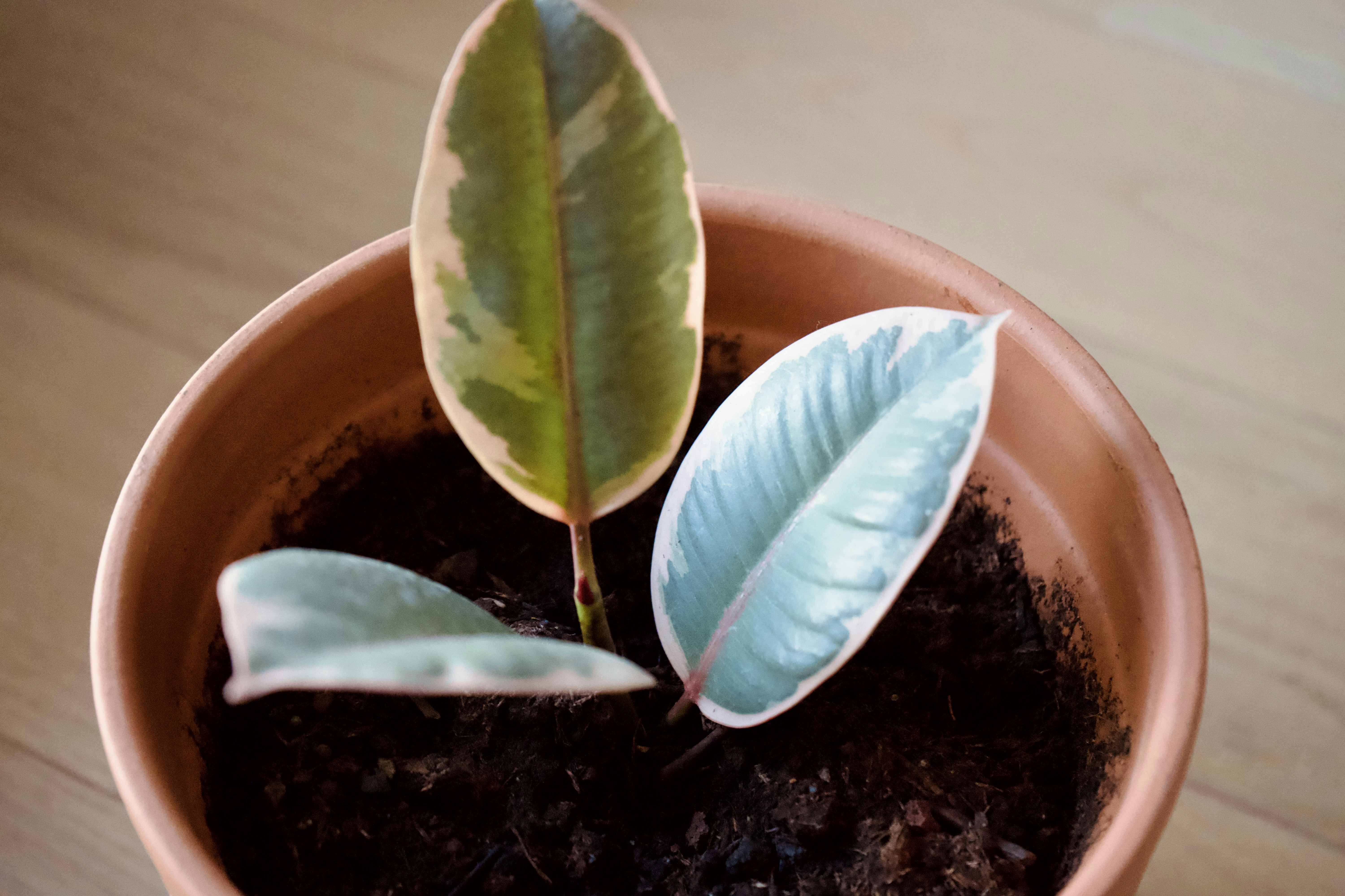 Variegated rubber plant leaves in a terracotta pot