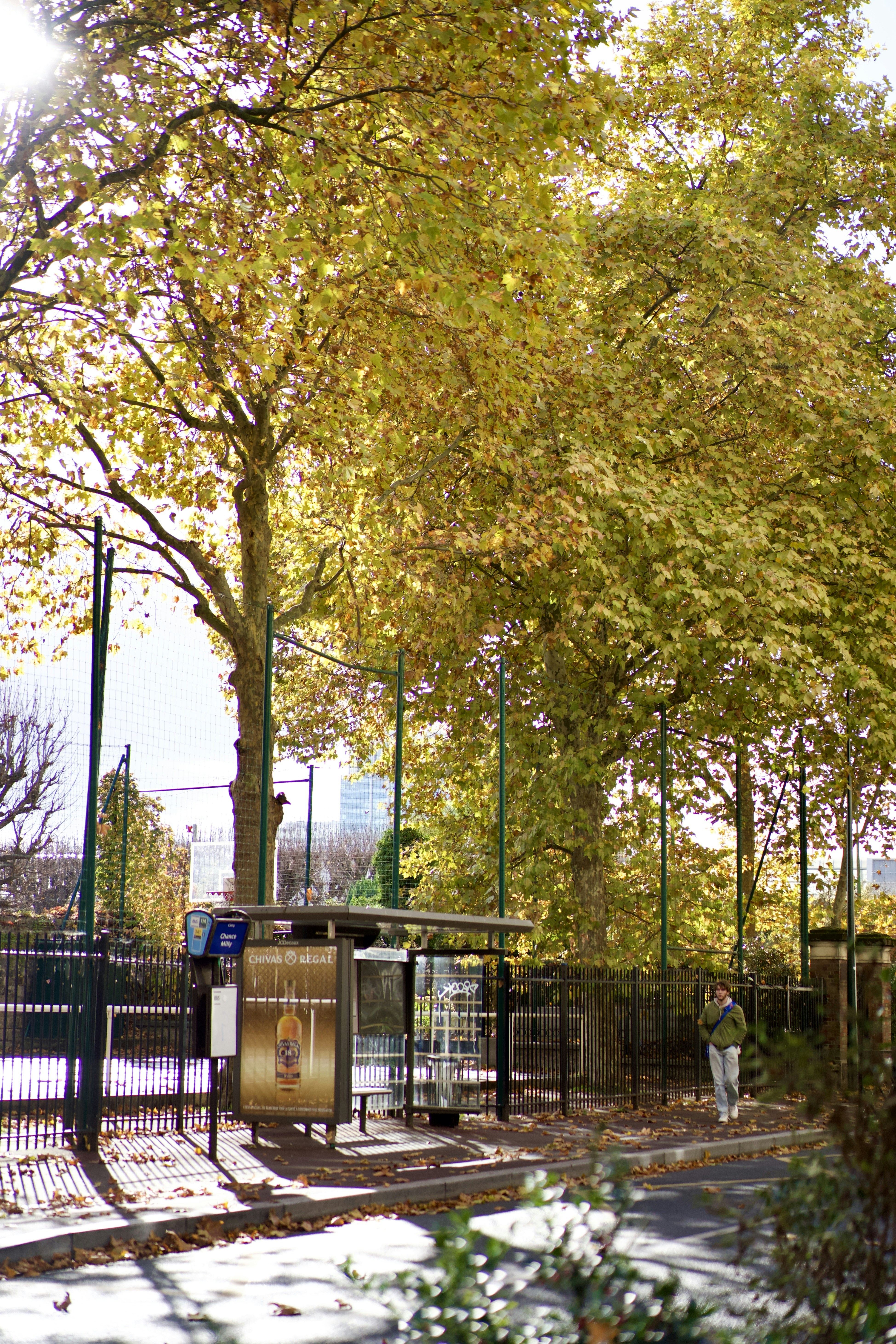 Autumn trees line a street near a bus stop.