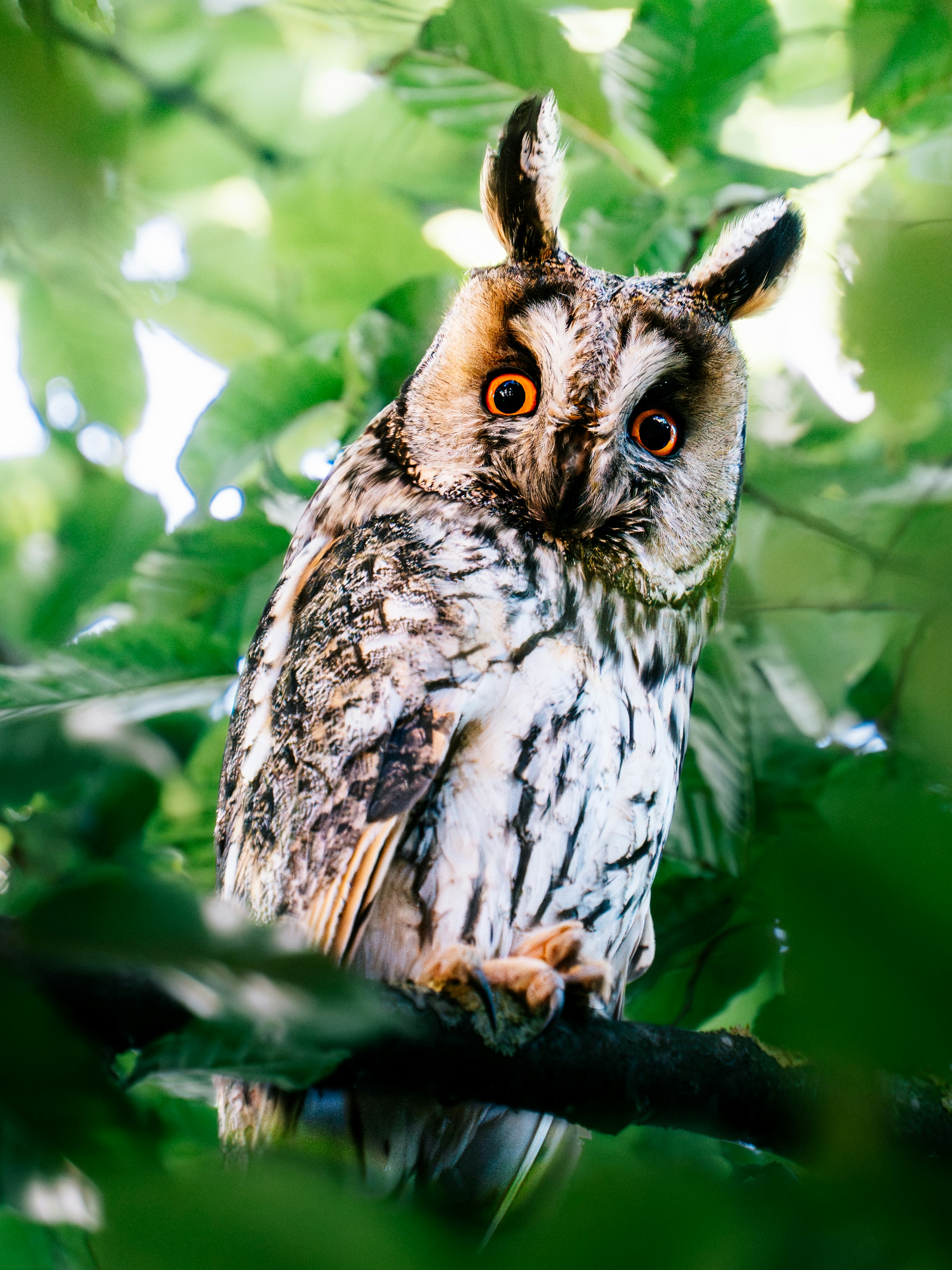 A long-eared owl perched on a branch among green leaves.