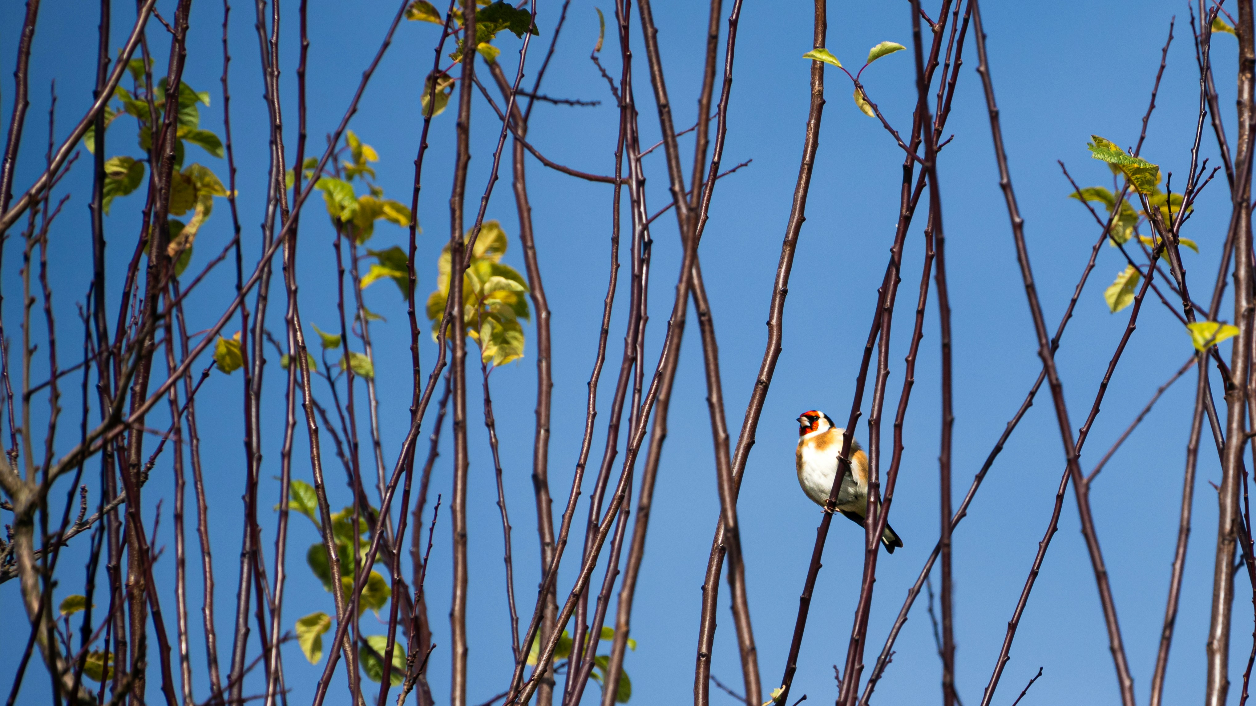 A goldfinch perched on a bare tree branch.
