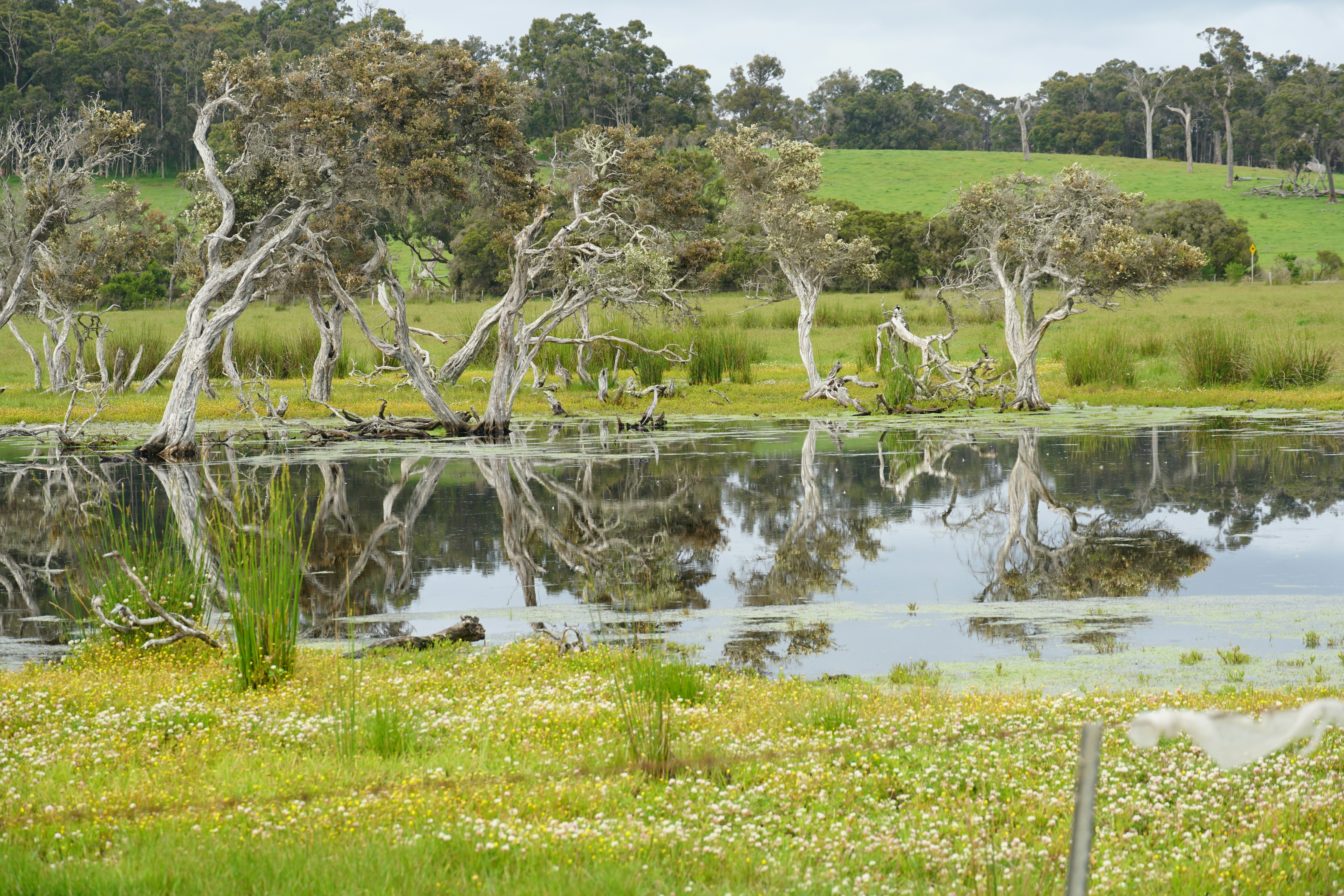Natural freshwater pond with native vegetation