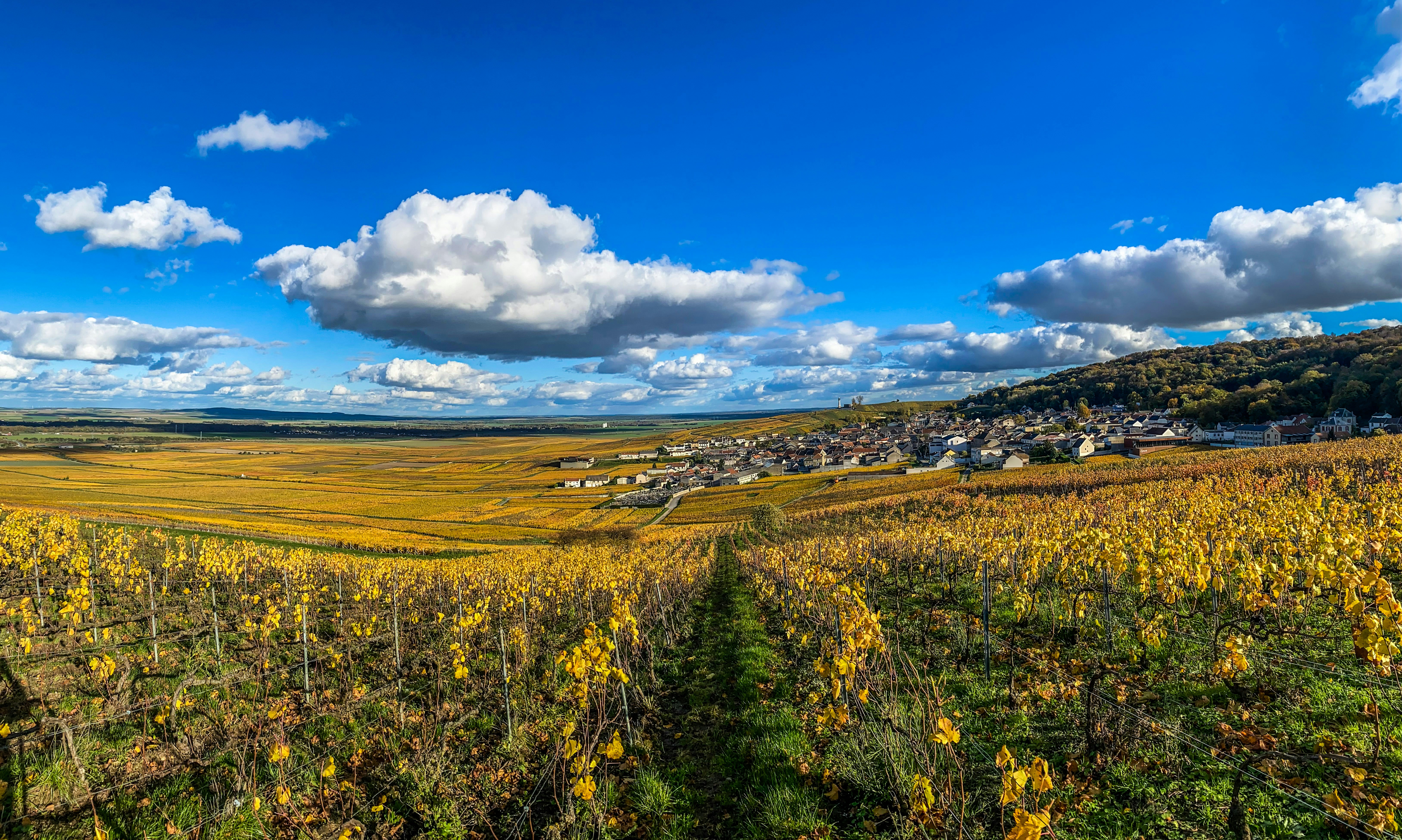 Golden vineyard rows leading to a distant village.