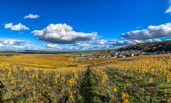 Bordeaux vineyard landscape