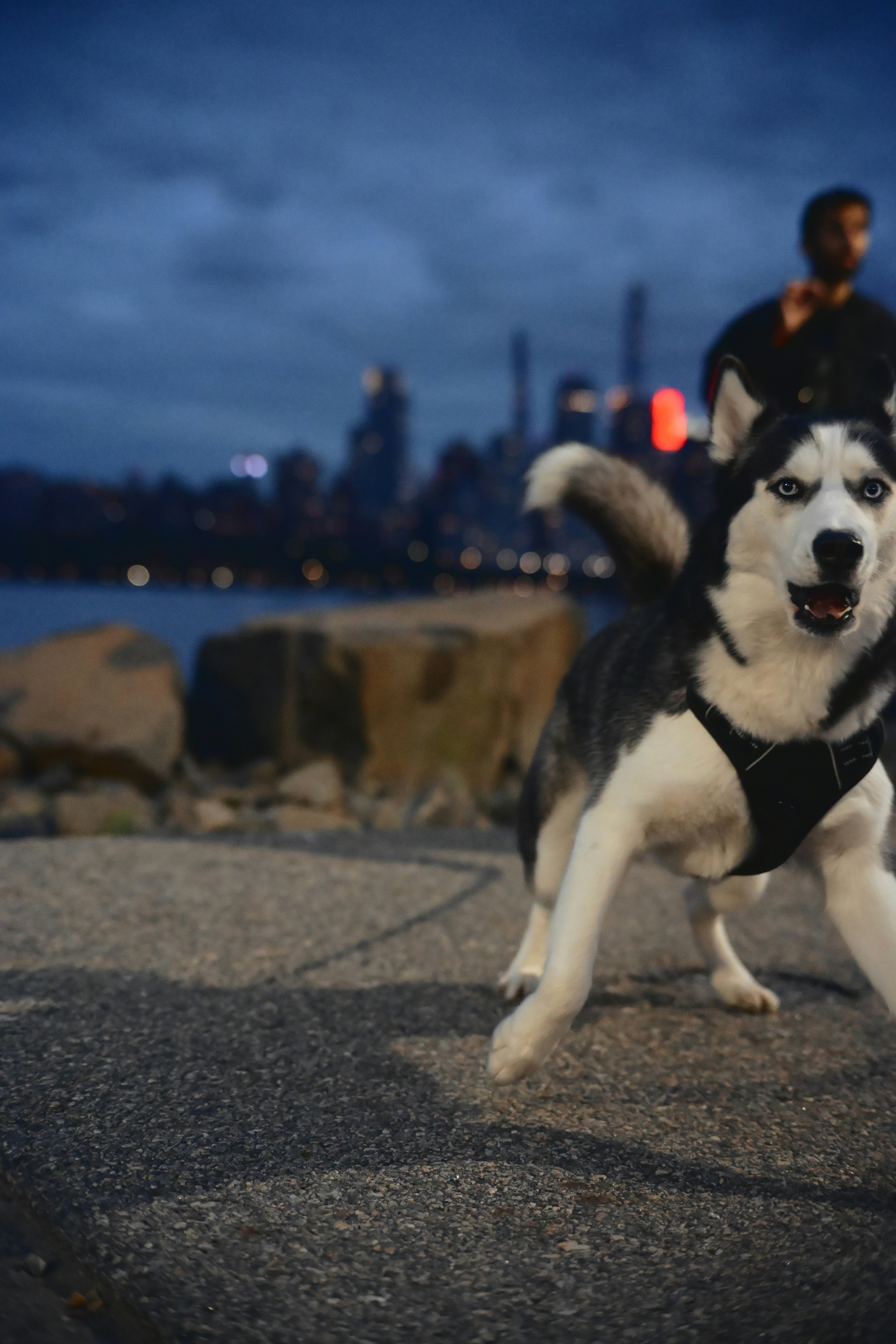 Husky dog on leash with city skyline at dusk