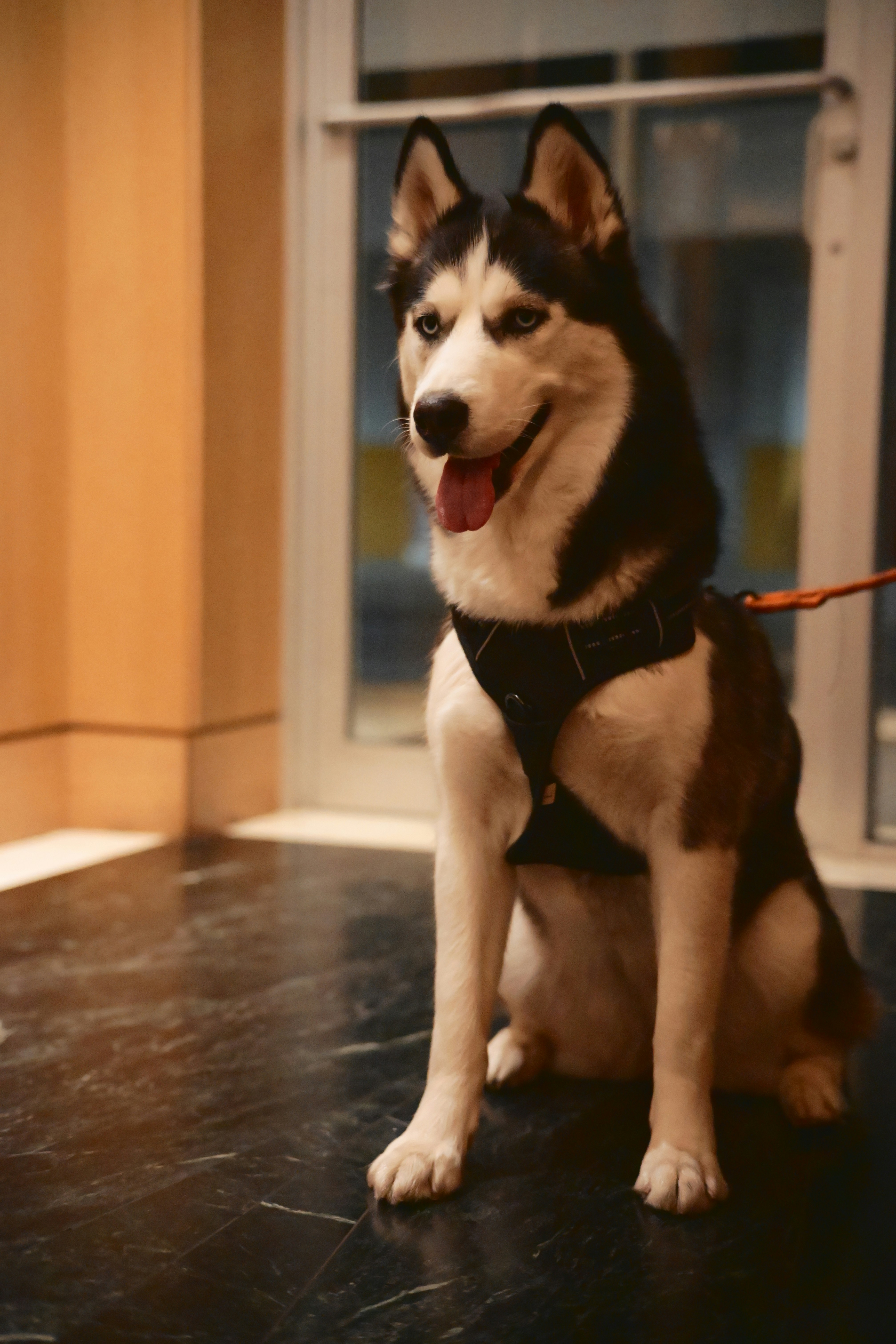 A black and white husky dog sits wearing a harness.