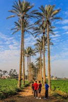 People walk down a path lined with tall palm trees.