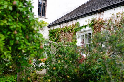 Whitewashed Lake District cottage with ivy and apple trees in Windermere