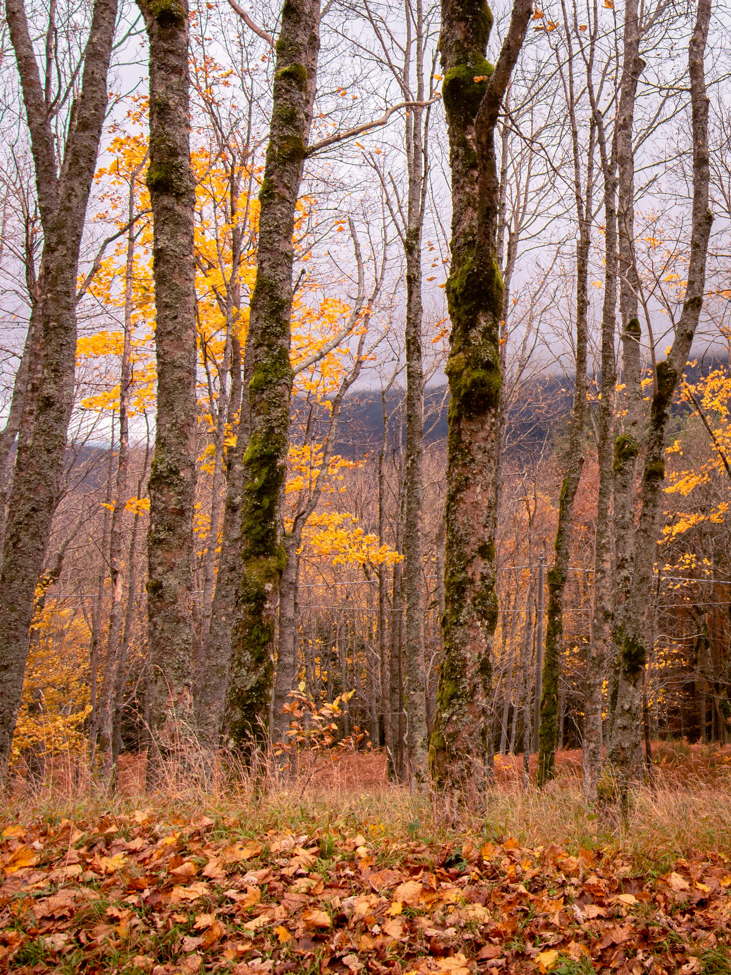 Bare trees with yellow leaves in autumn forest