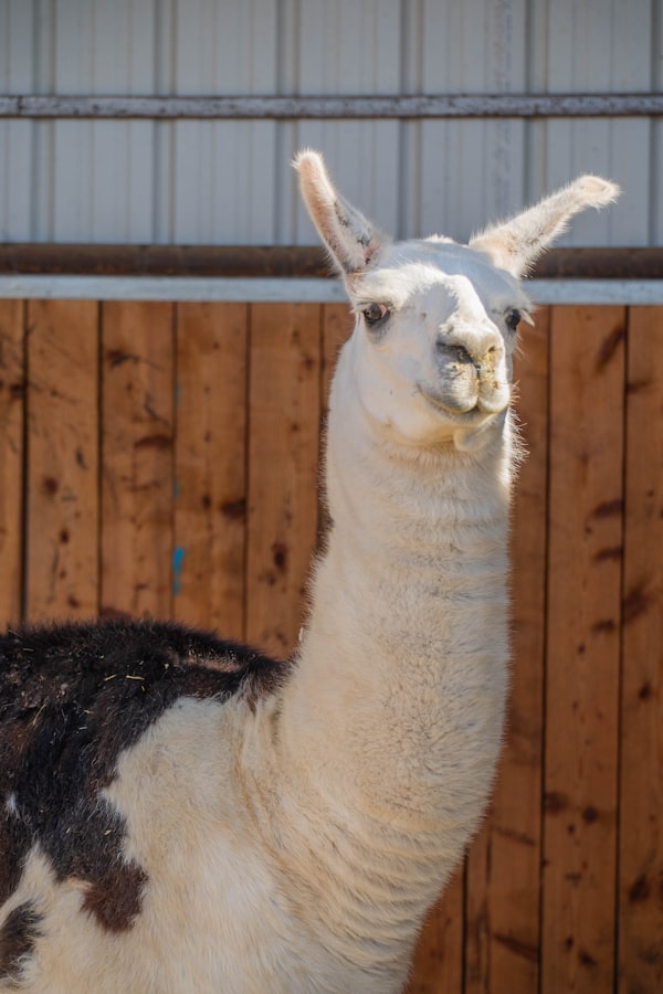 A white and brown llama stands near wooden fence