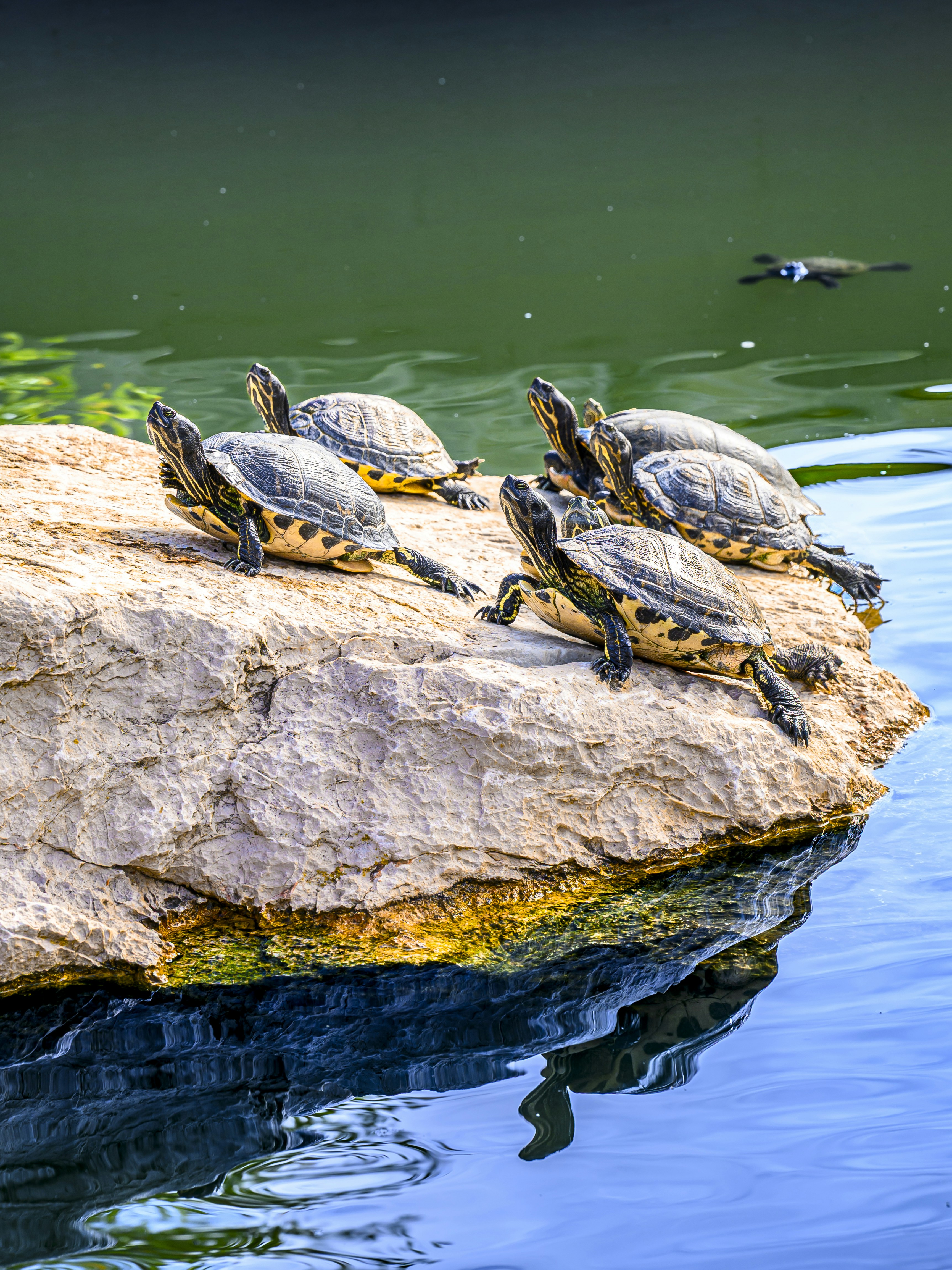 Several turtles basking on a rock by the water. photo – Free Wildlife ...
