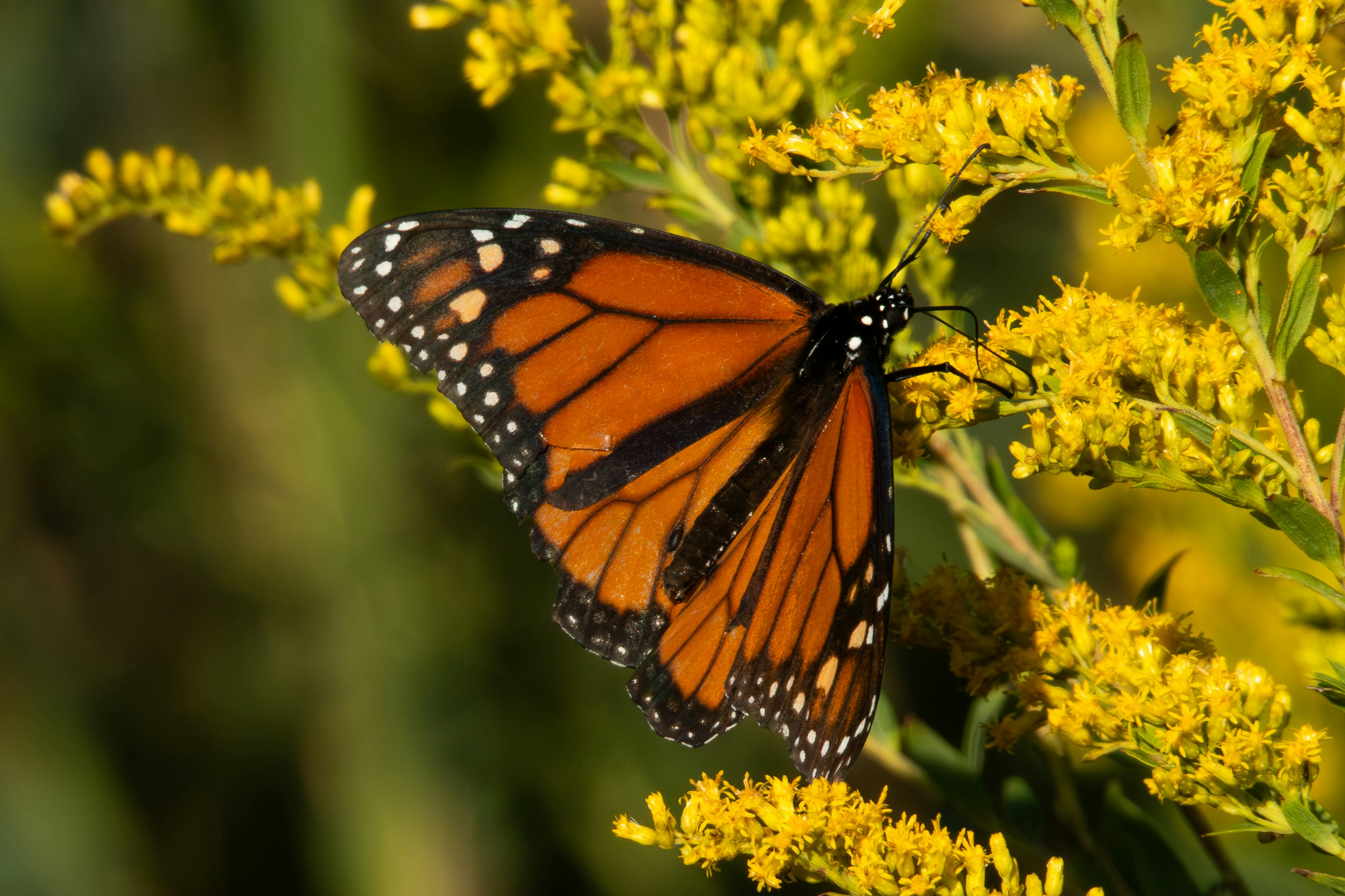 Photo by ucwhphotography