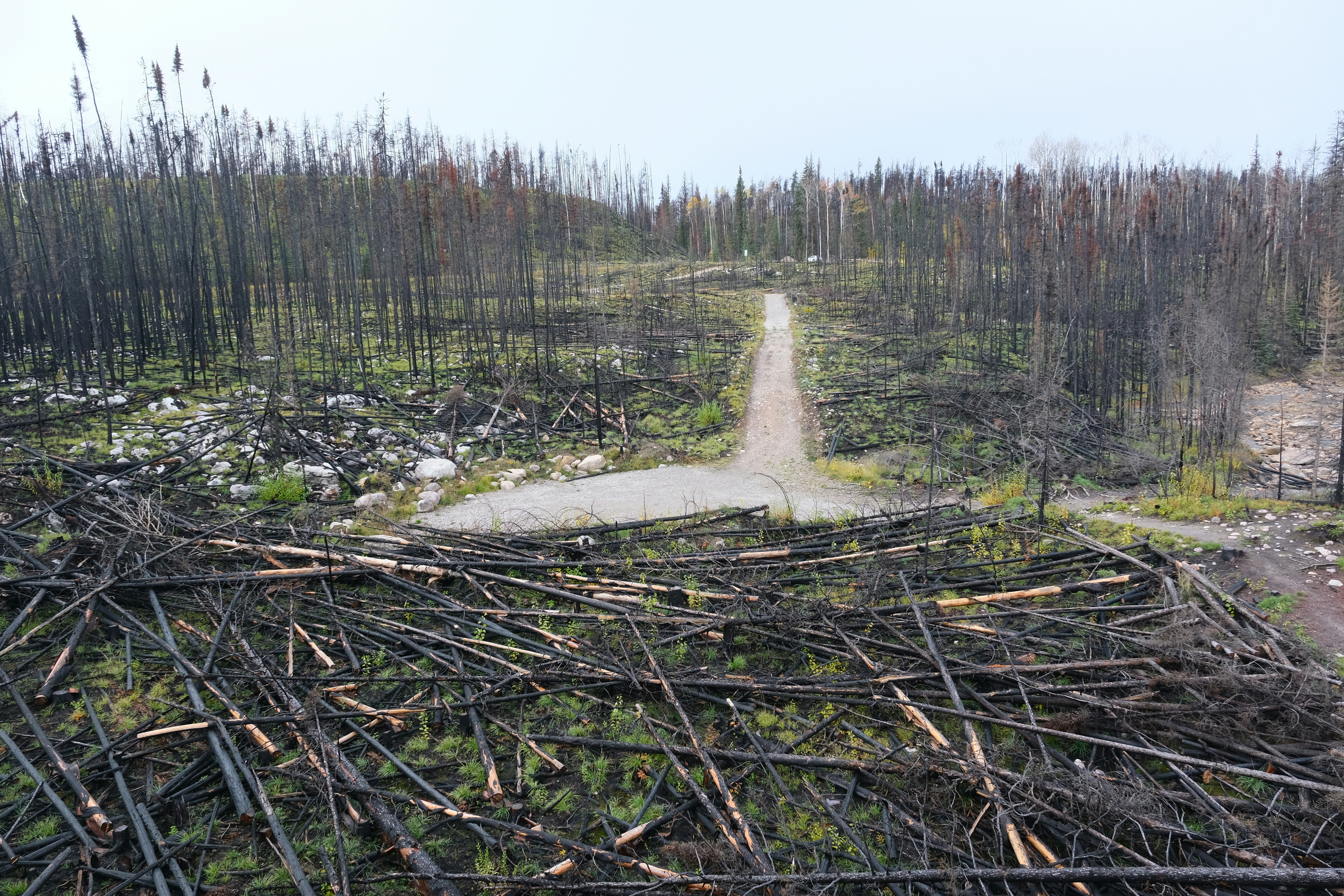 Fuego que sana: el papel ecológico de los incendios naturales y cómo distinguirlos de la destrucción humana