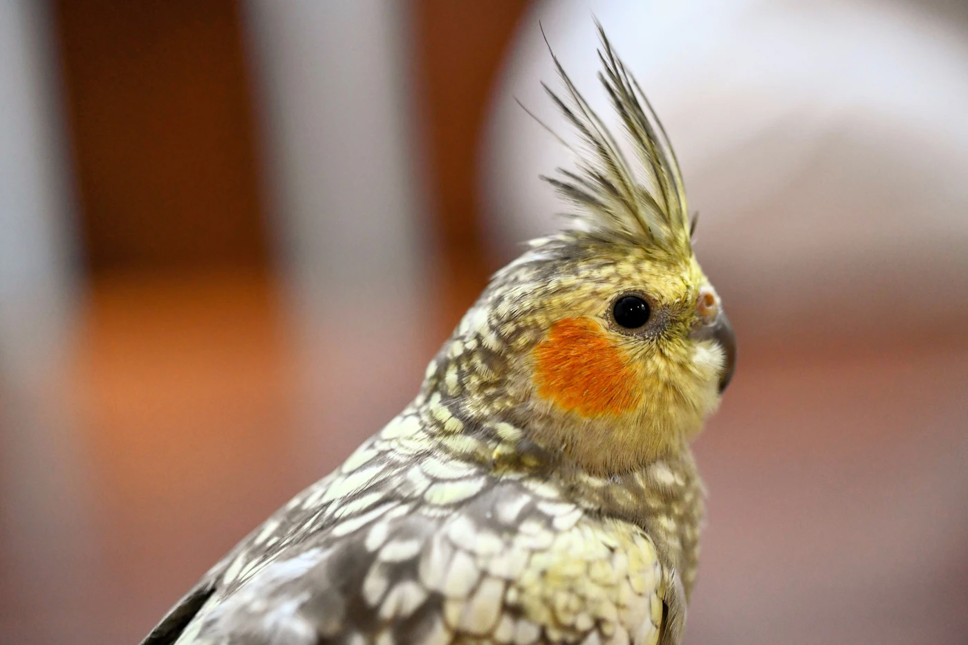 Ninfa (cockatiel) de perfil mostrando su cresta