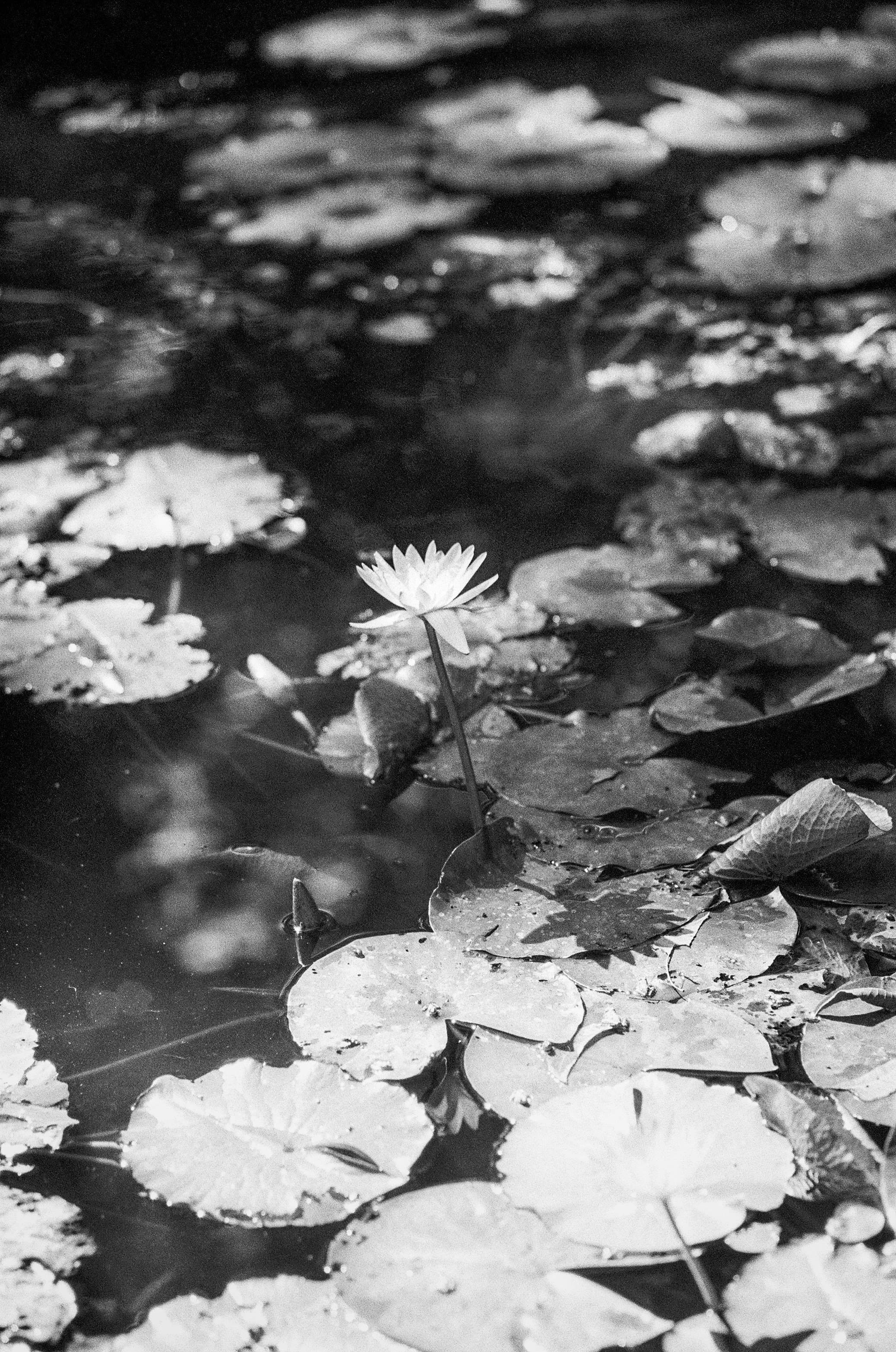 A single water lily blooms among lily pads.