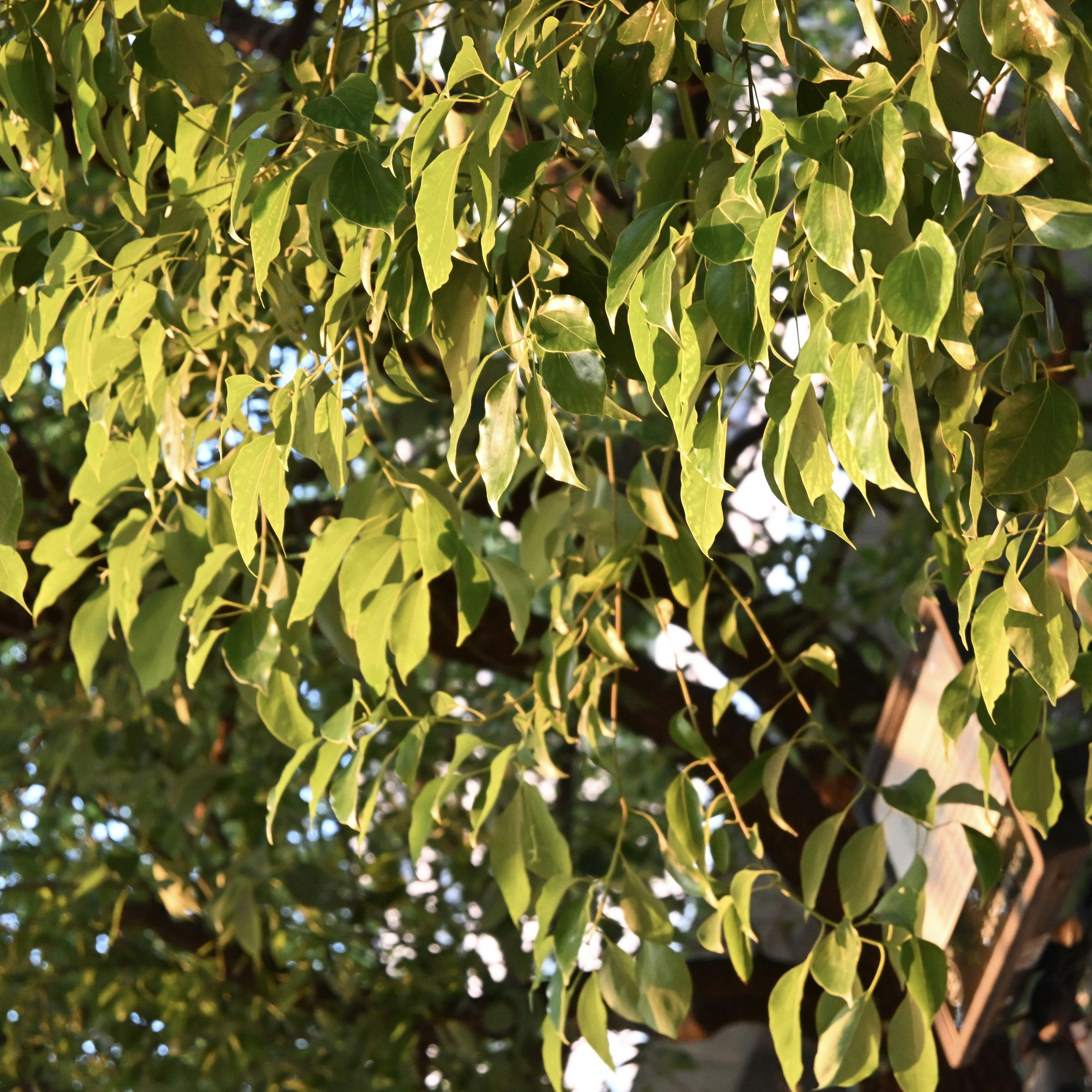 Photo by gangpaonianniangua